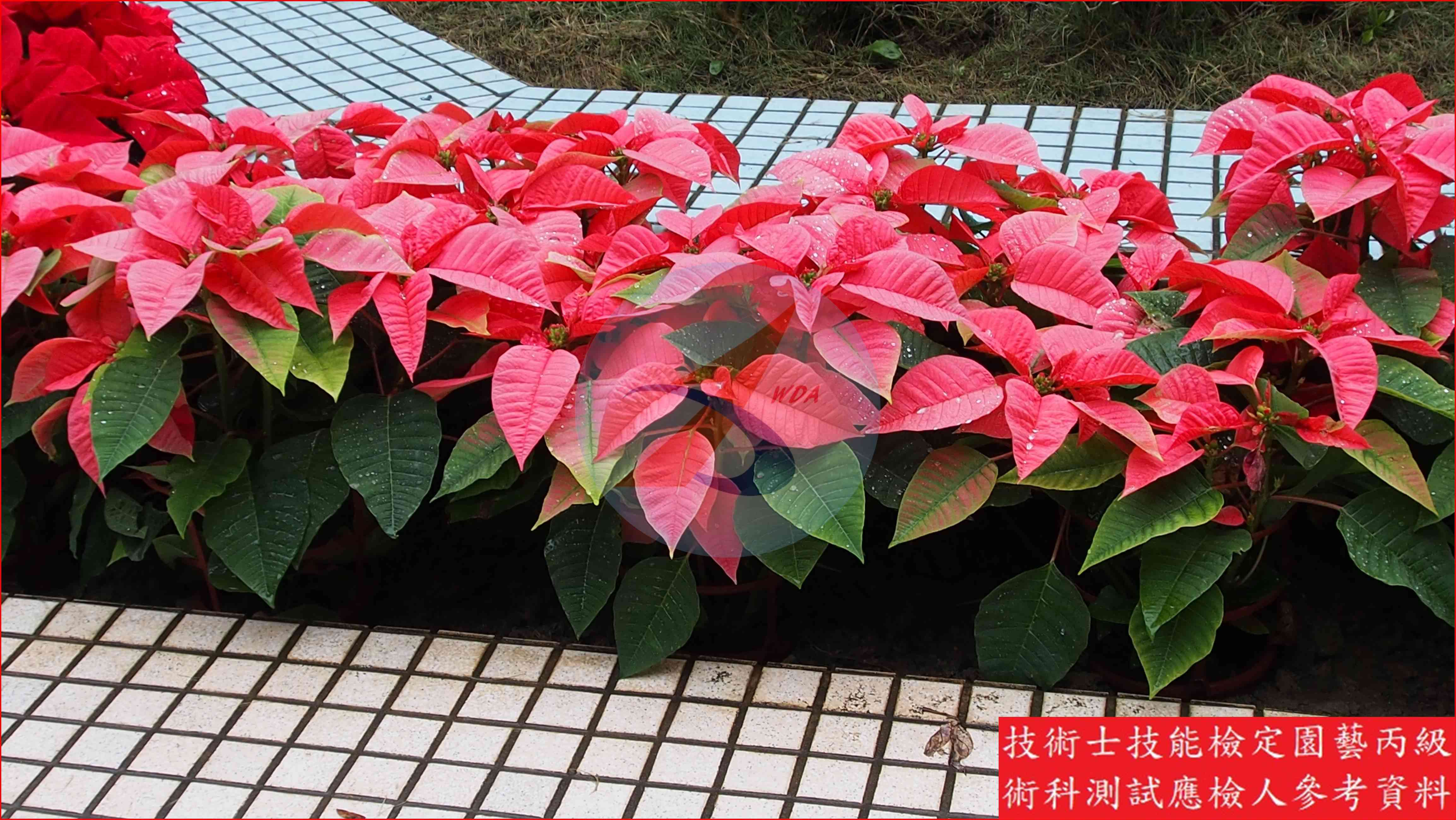 聖誕紅 園藝丙級識別圖片 3