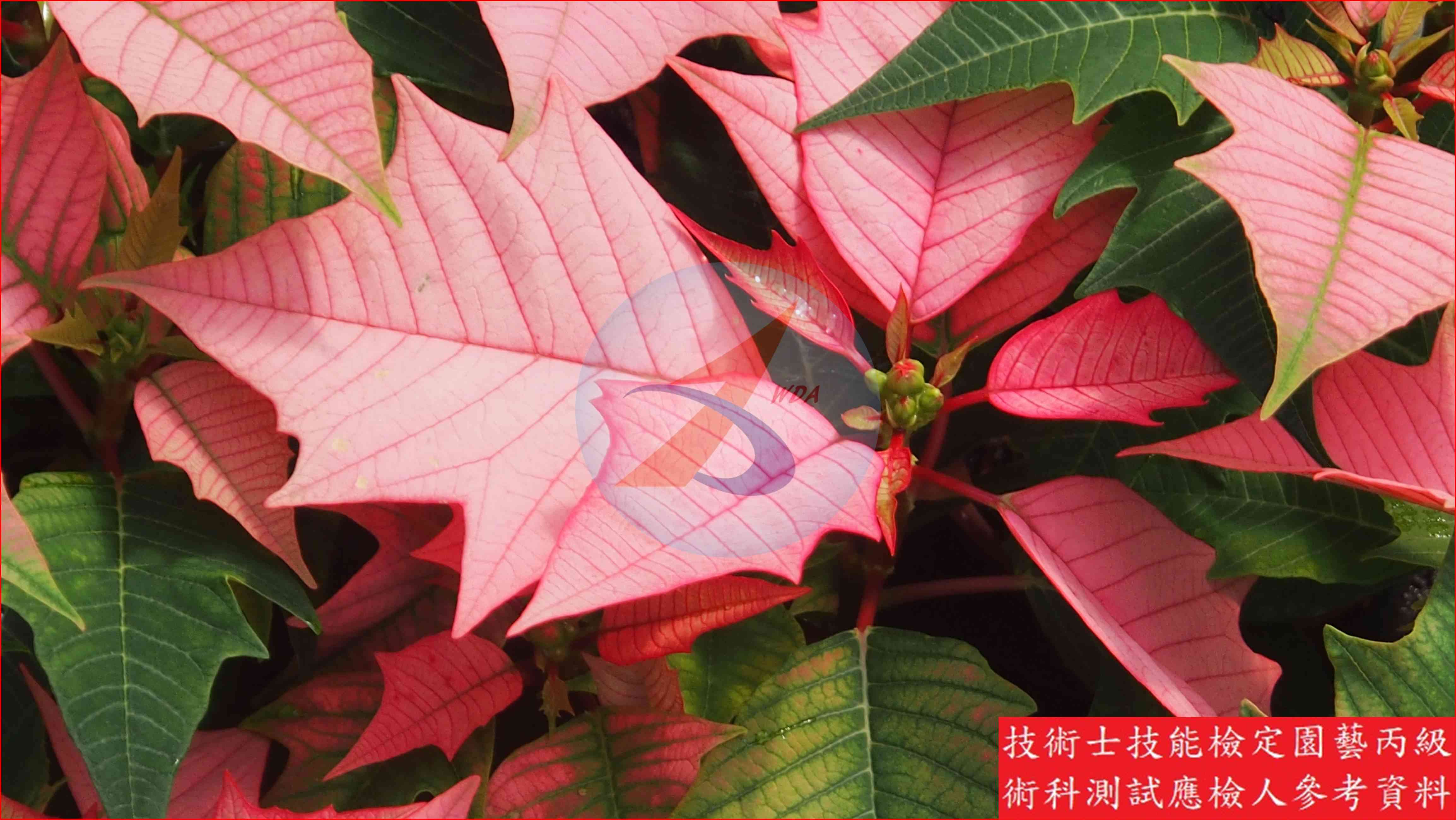 聖誕紅 園藝丙級識別圖片 4