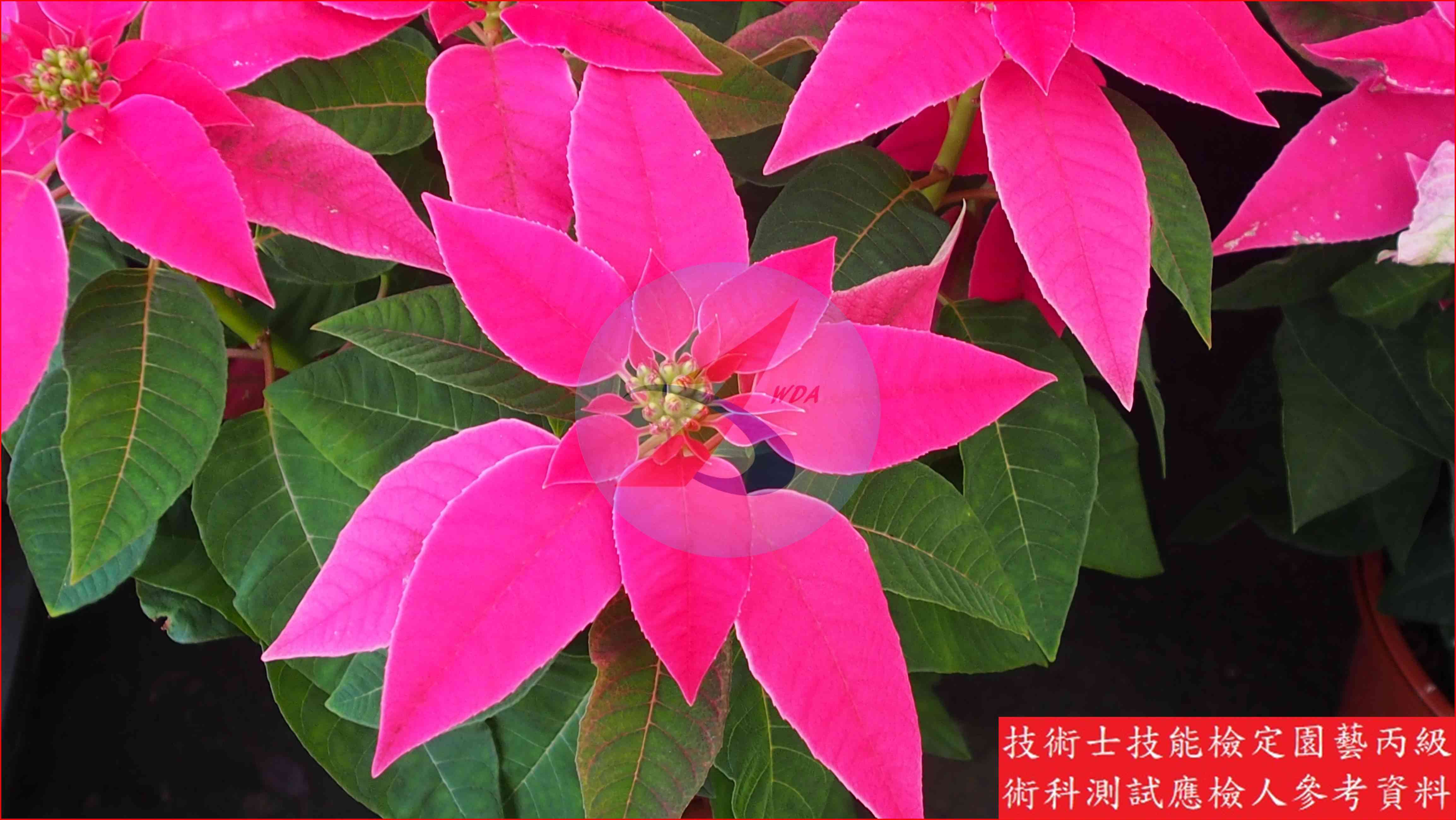 聖誕紅 園藝丙級識別圖片 5