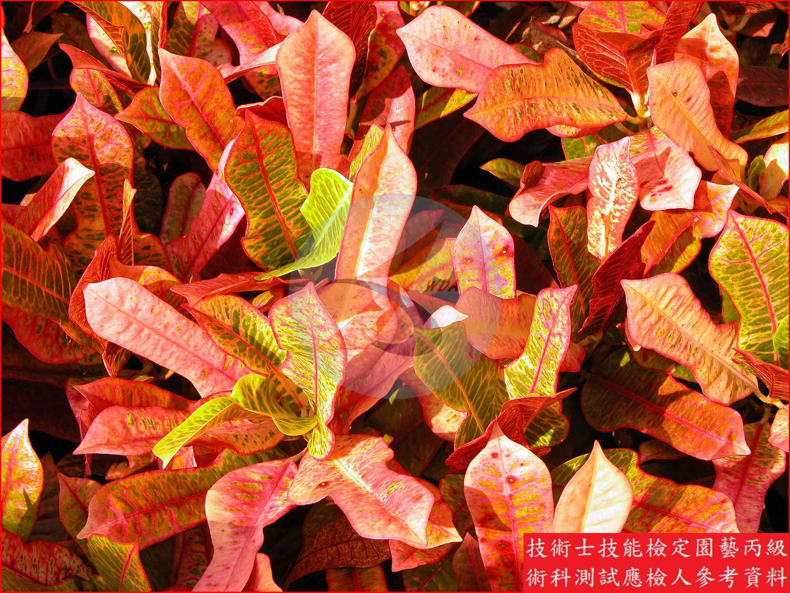 變葉木 園藝丙級識別圖片 3