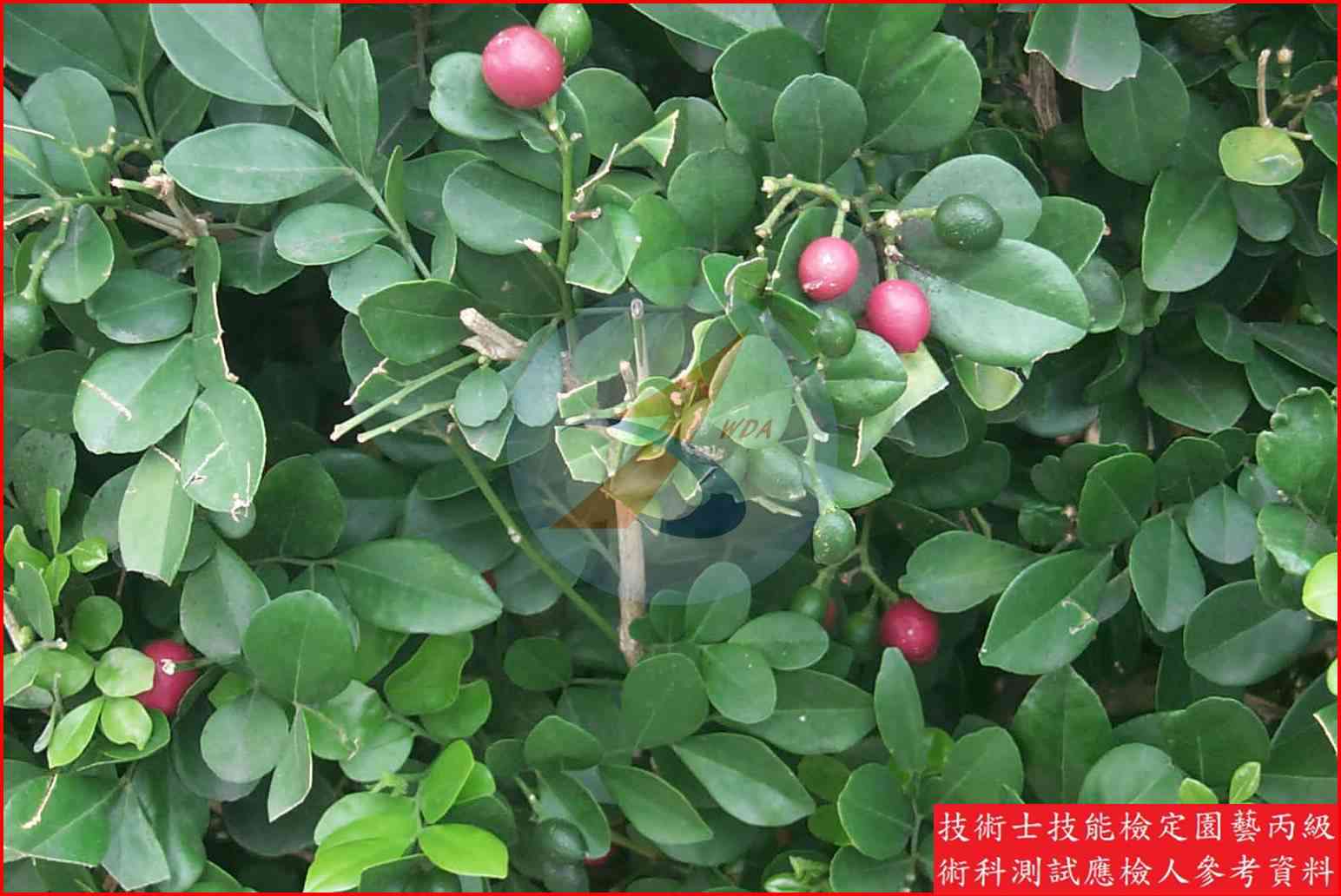 月橘 園藝丙級識別圖片 2
