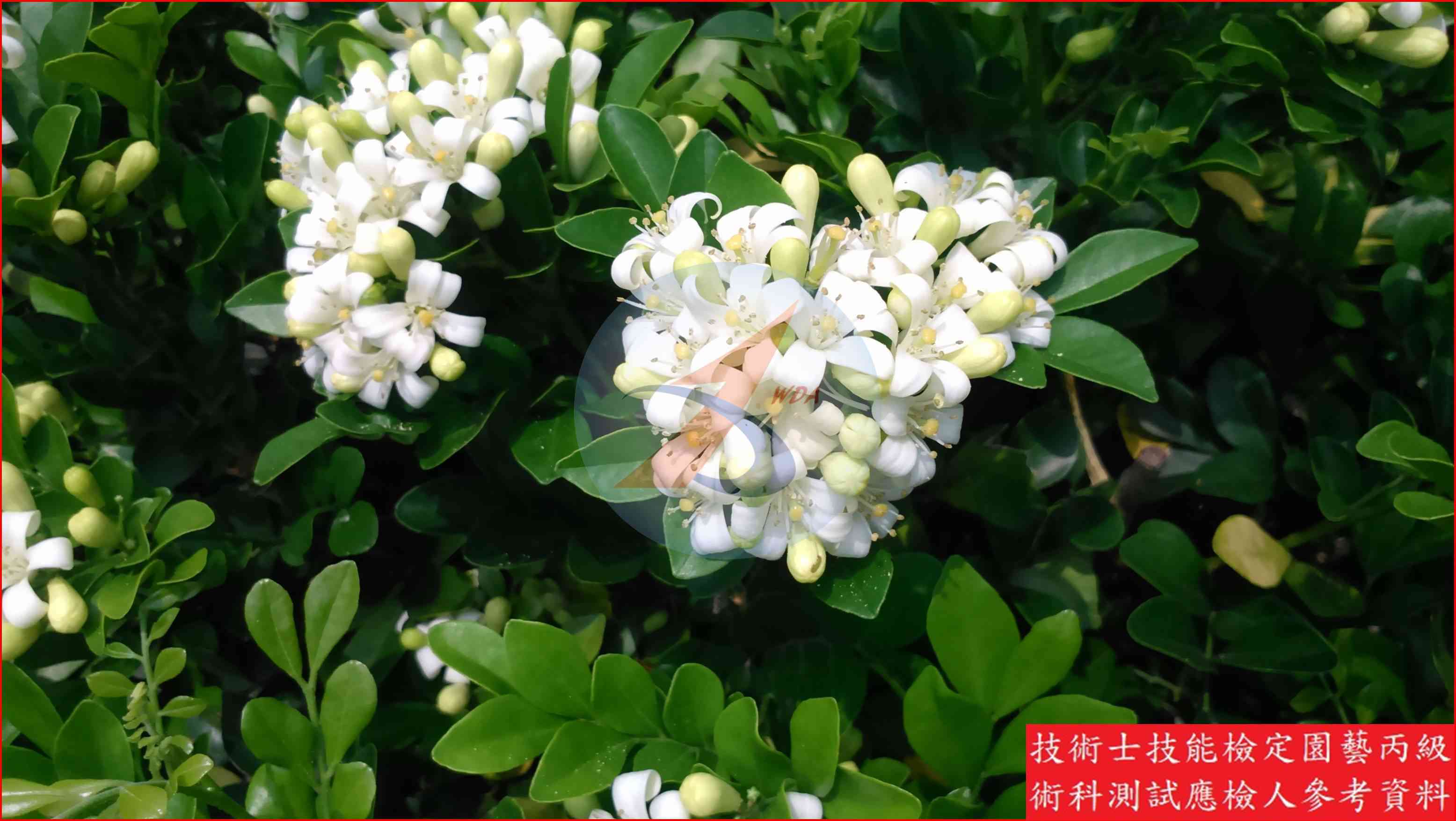 月橘 園藝丙級識別圖片 4