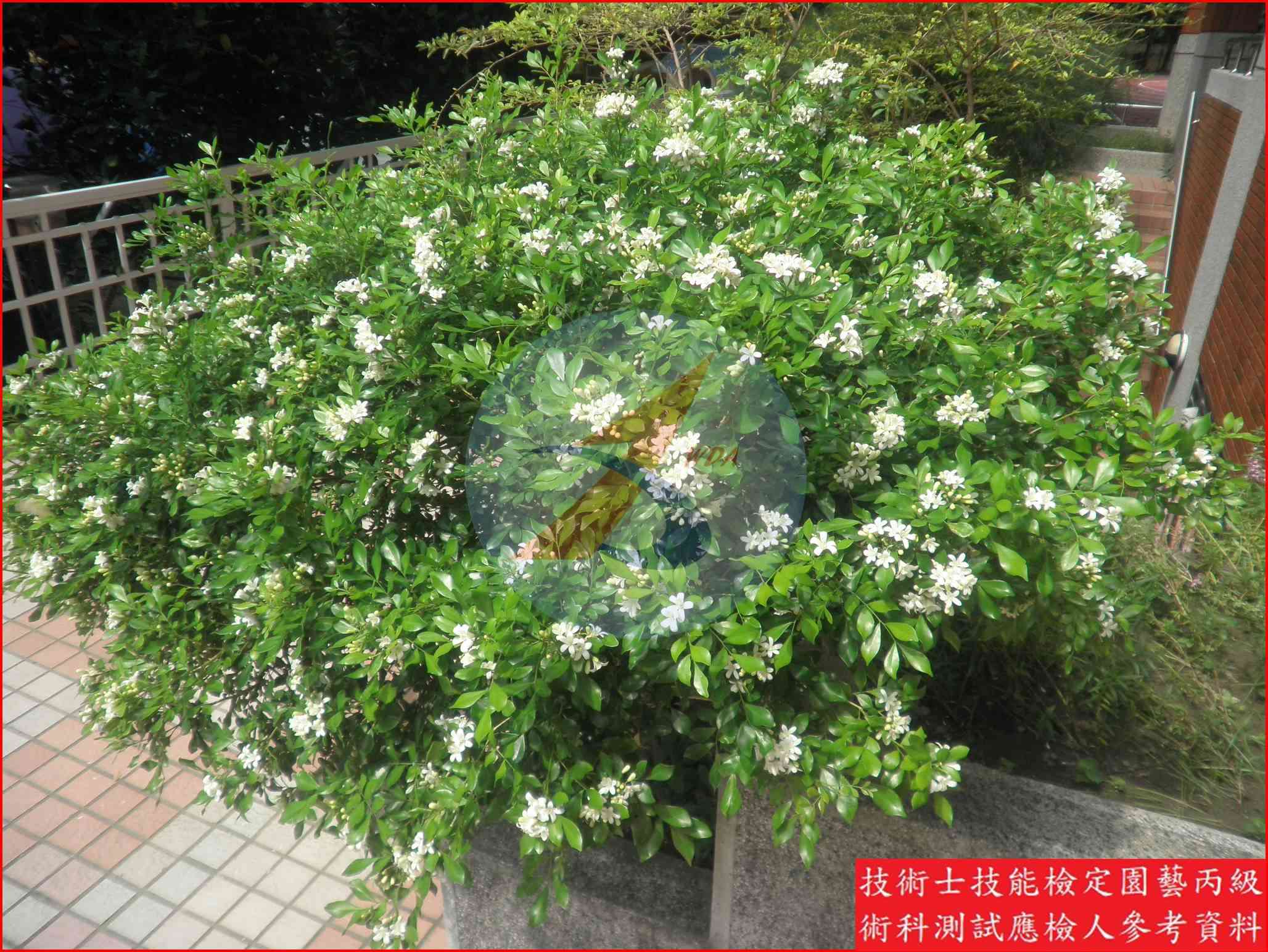 月橘 園藝丙級識別圖片 5