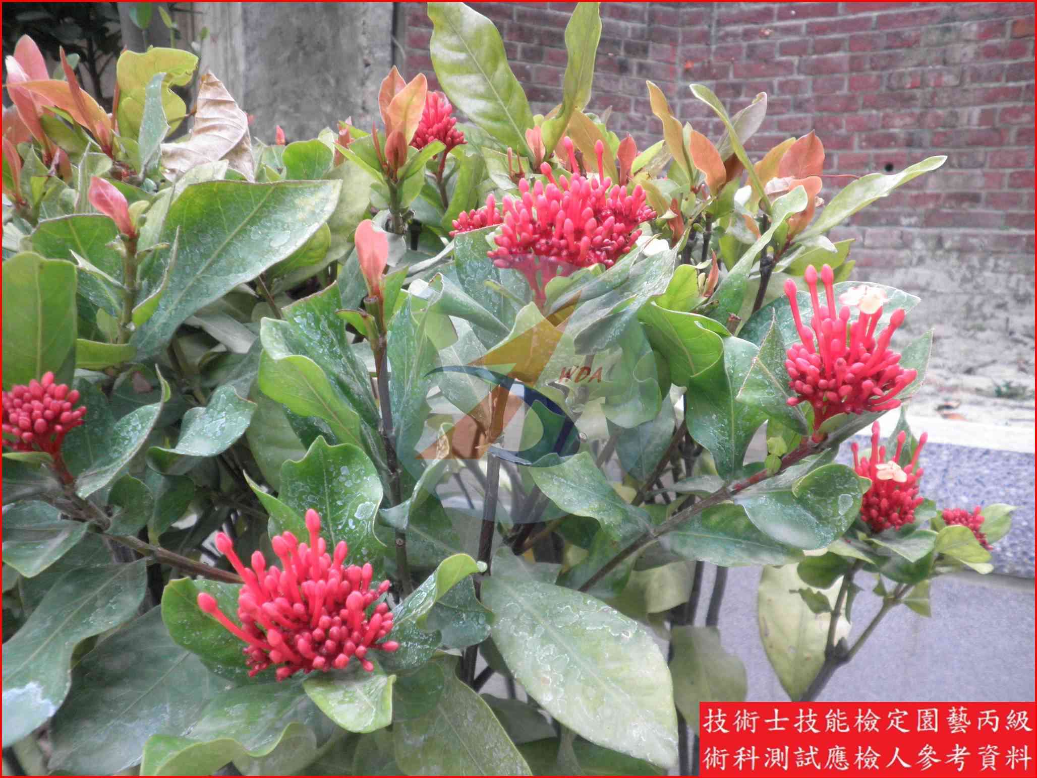 仙丹花 園藝丙級辨識圖片