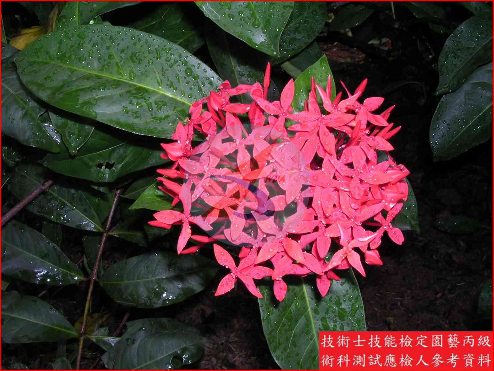 仙丹花 園藝丙級識別圖片 2