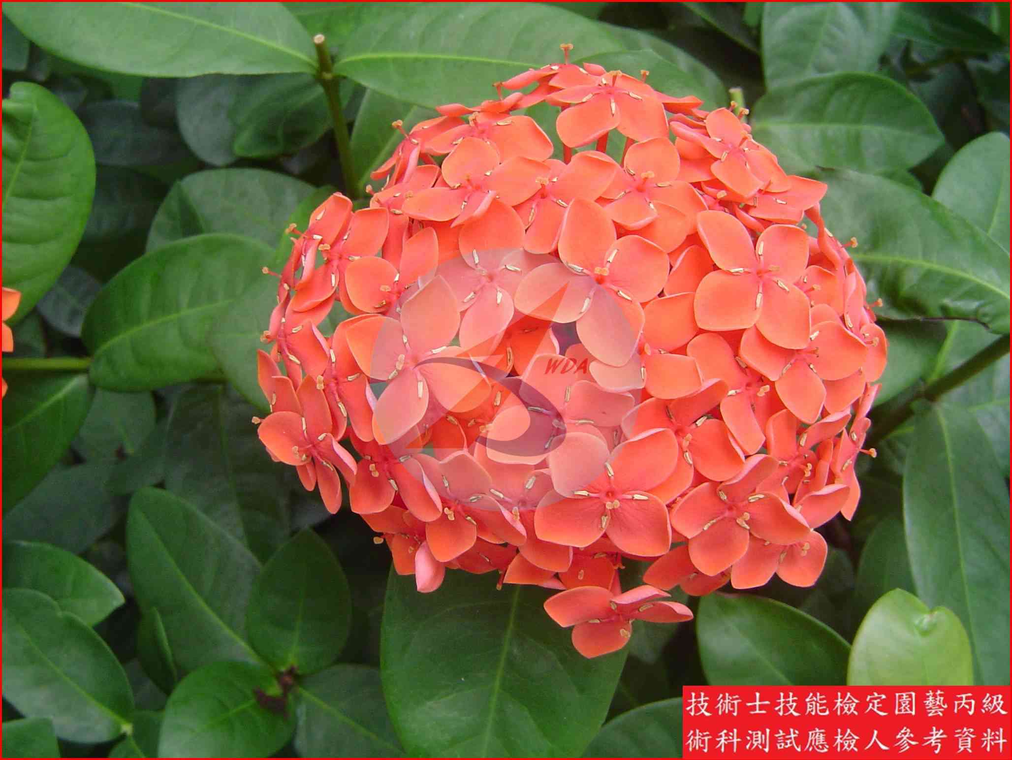 仙丹花 園藝丙級識別圖片 3