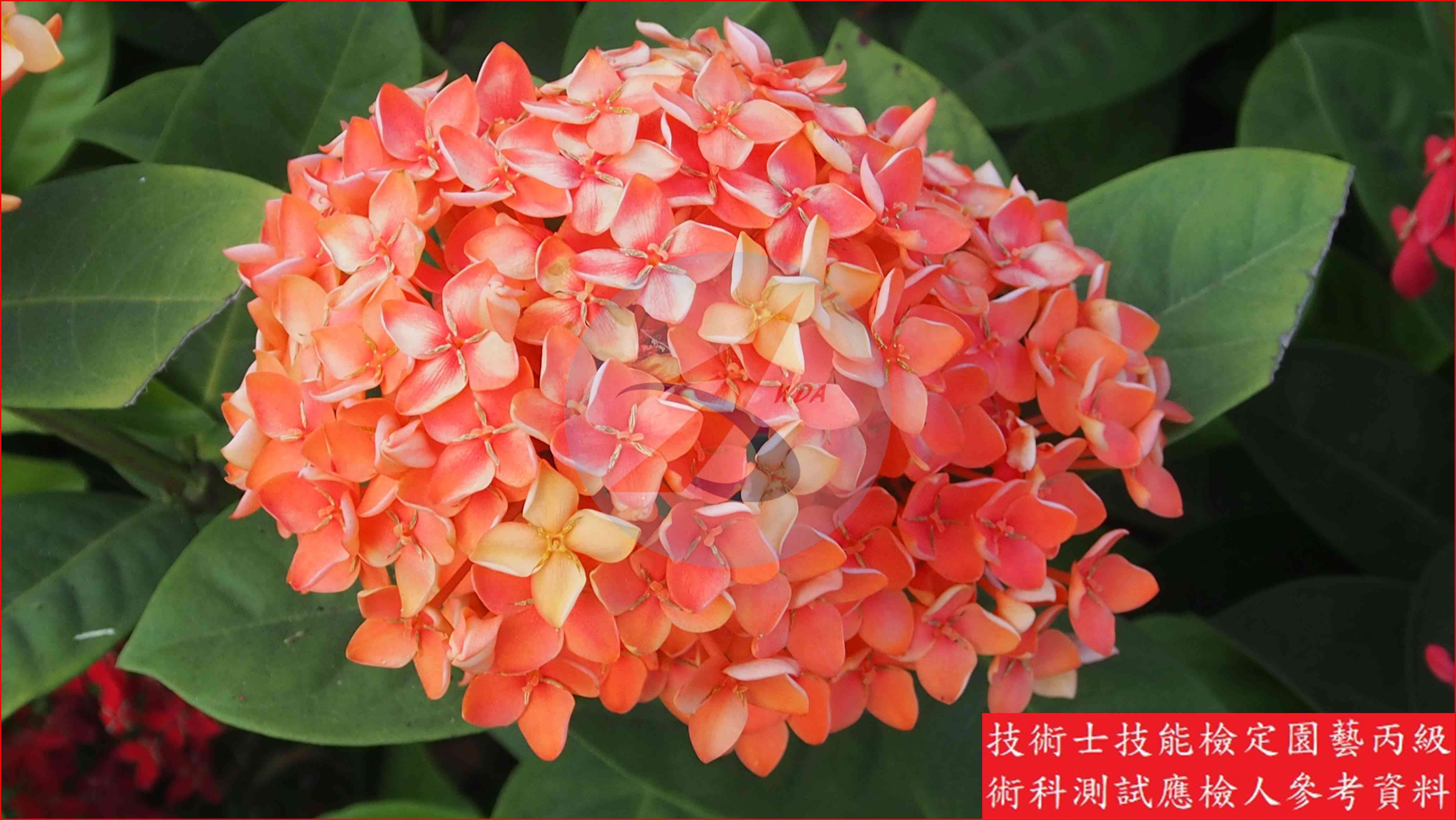 仙丹花 園藝丙級識別圖片 4