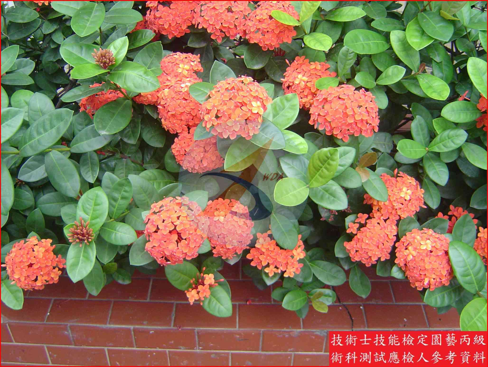 仙丹花 園藝丙級識別圖片 5