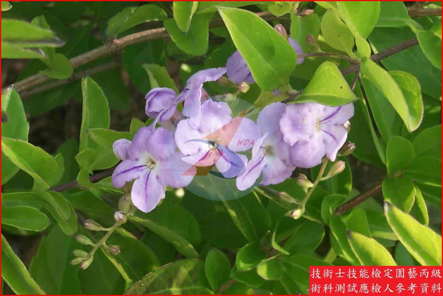 金露花 園藝丙級辨識圖片