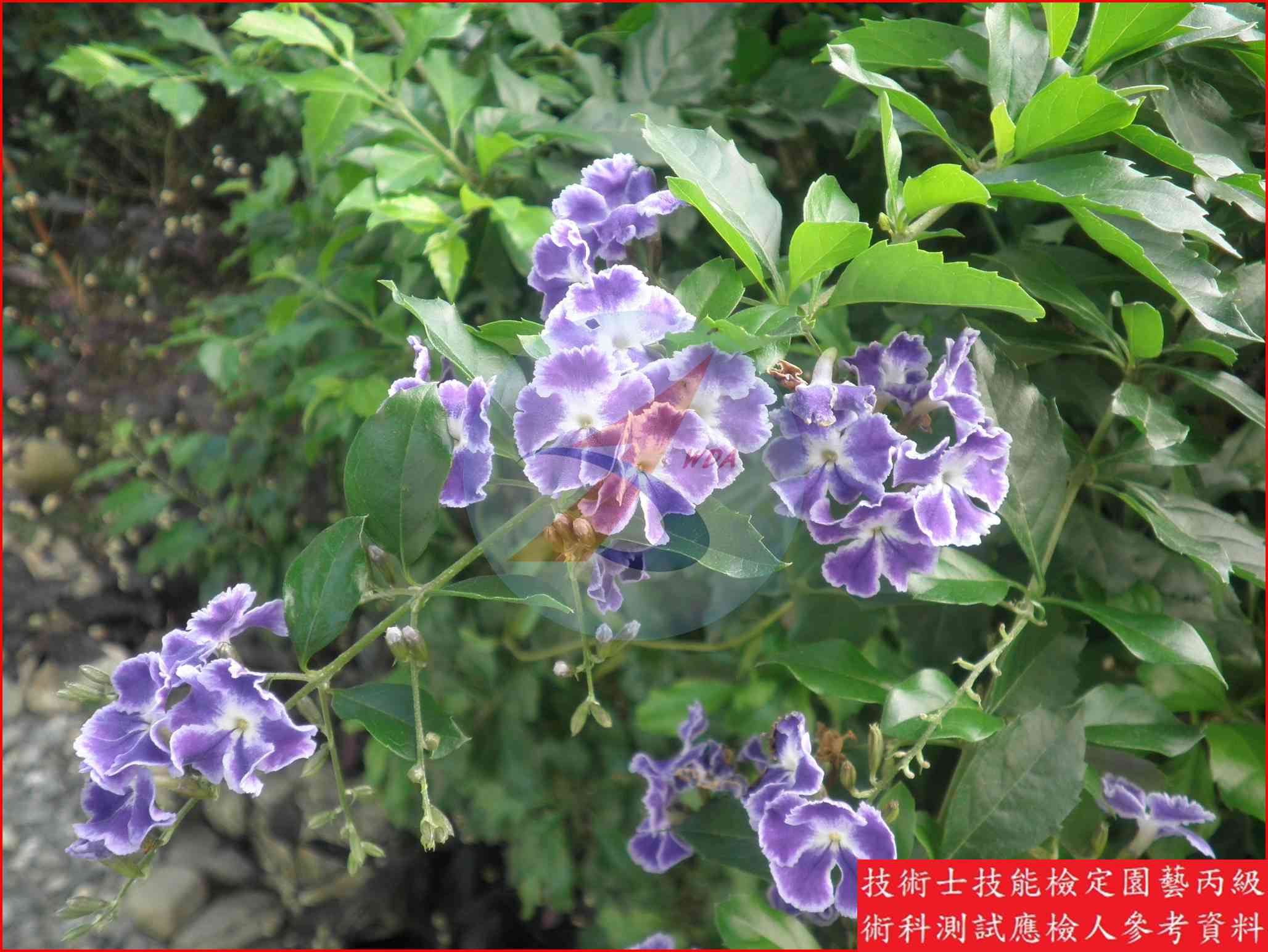 金露花 園藝丙級識別圖片 2