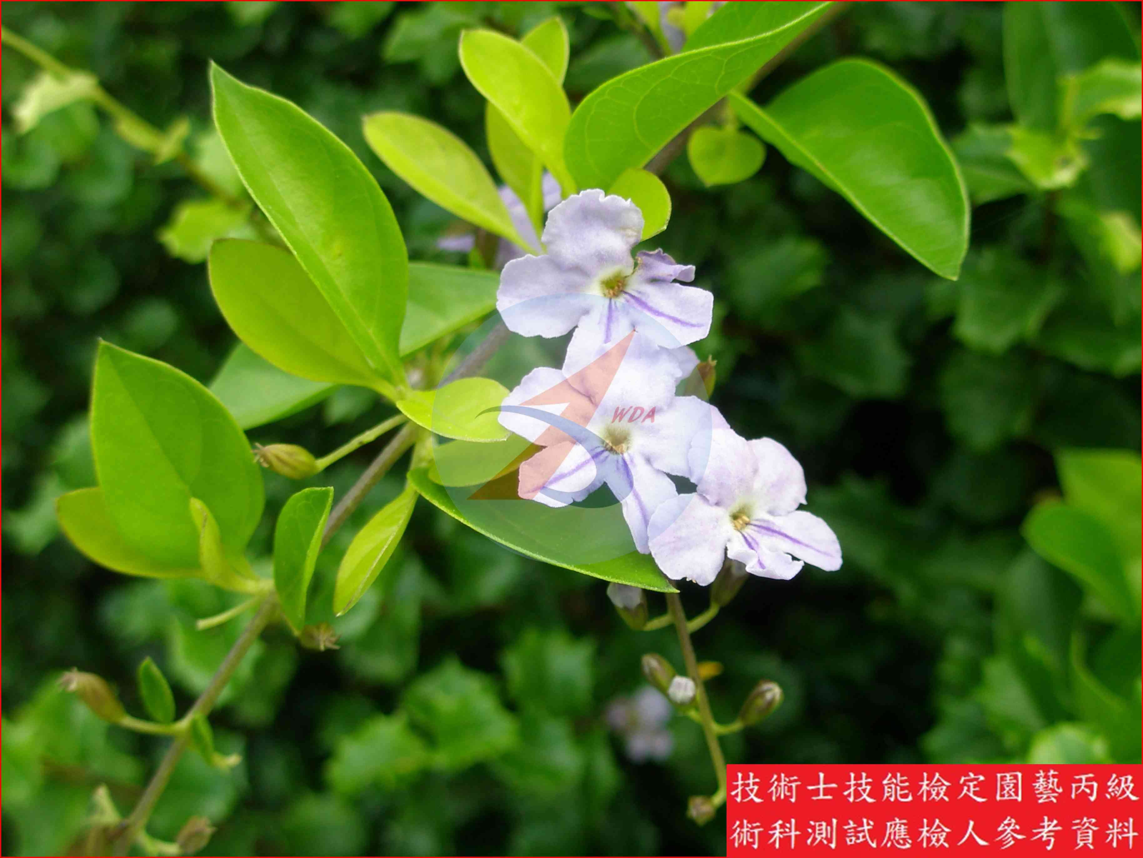 金露花 園藝丙級識別圖片 3