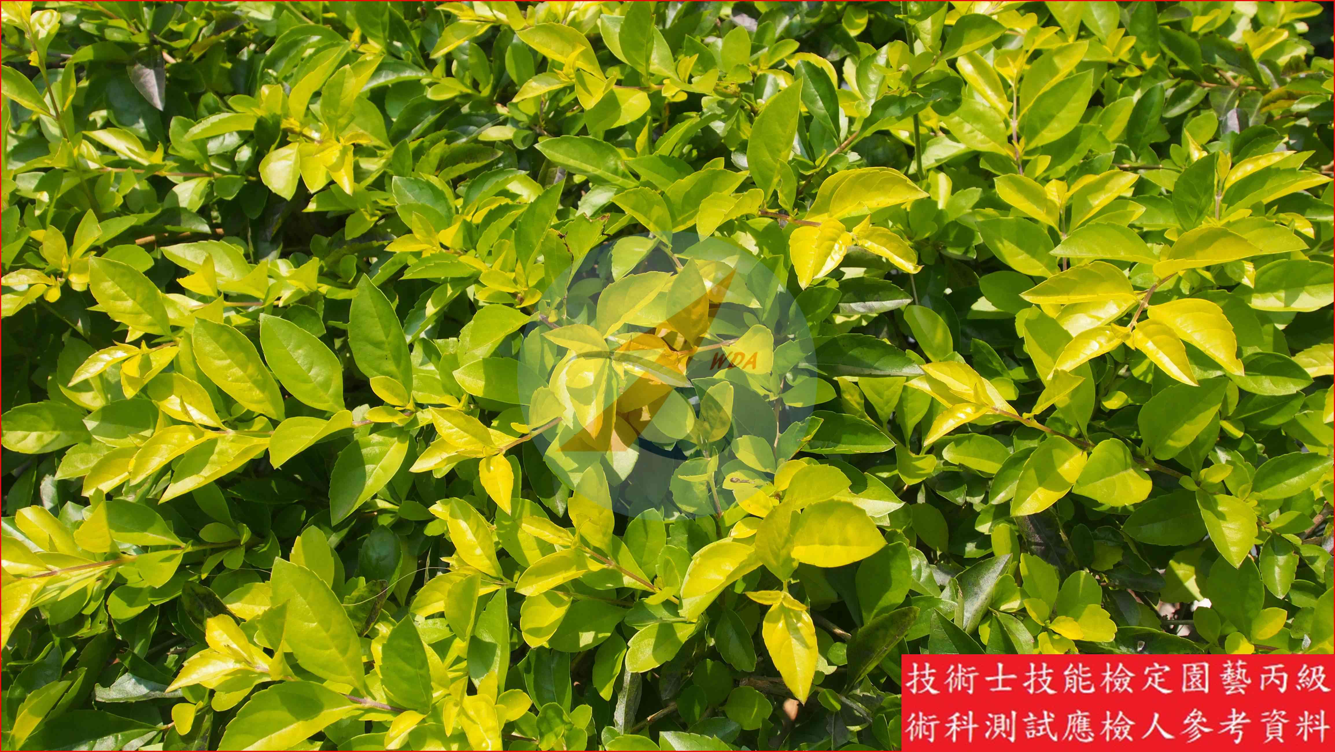 金露花 園藝丙級識別圖片 4