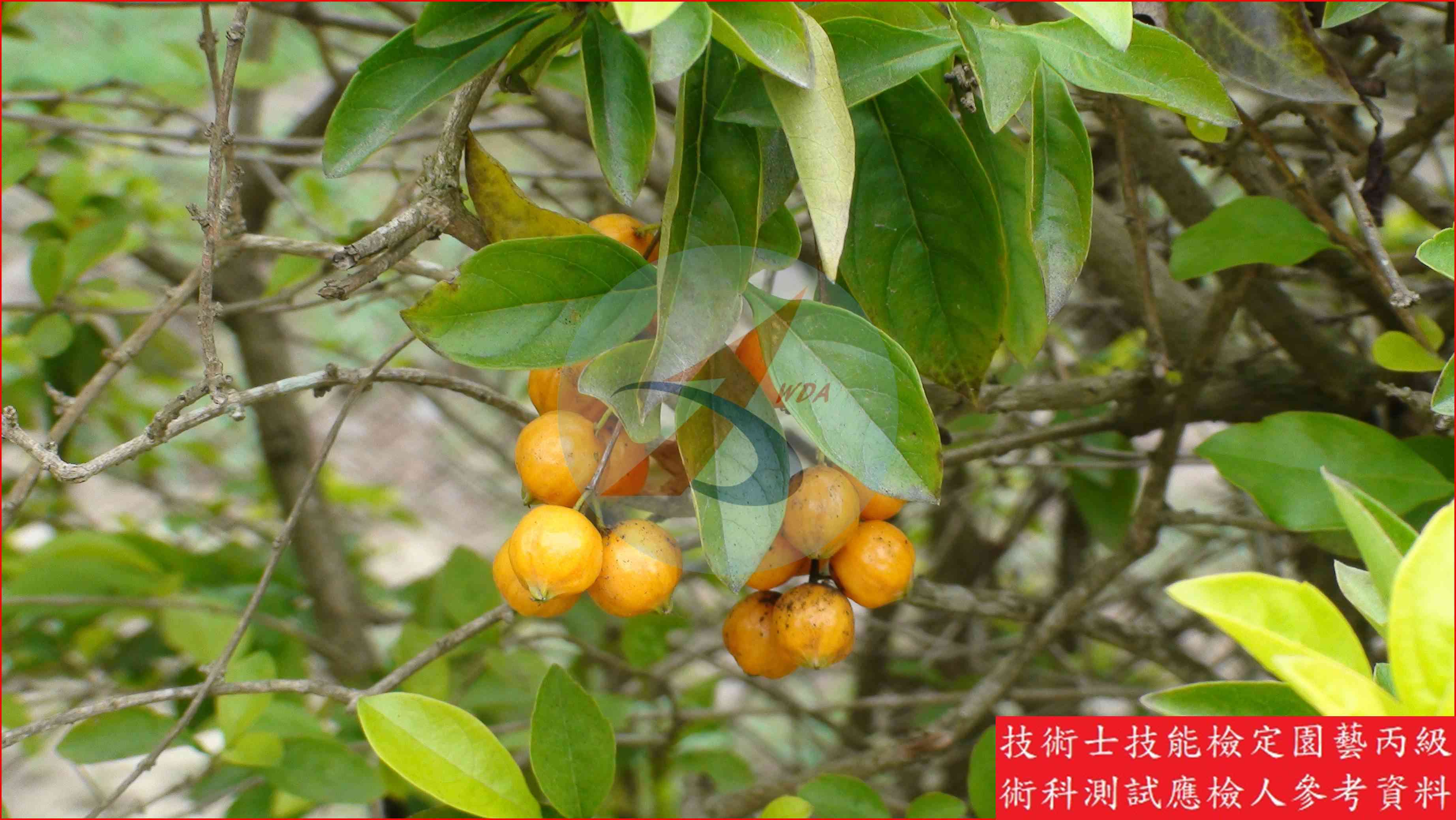 金露花 園藝丙級識別圖片 5