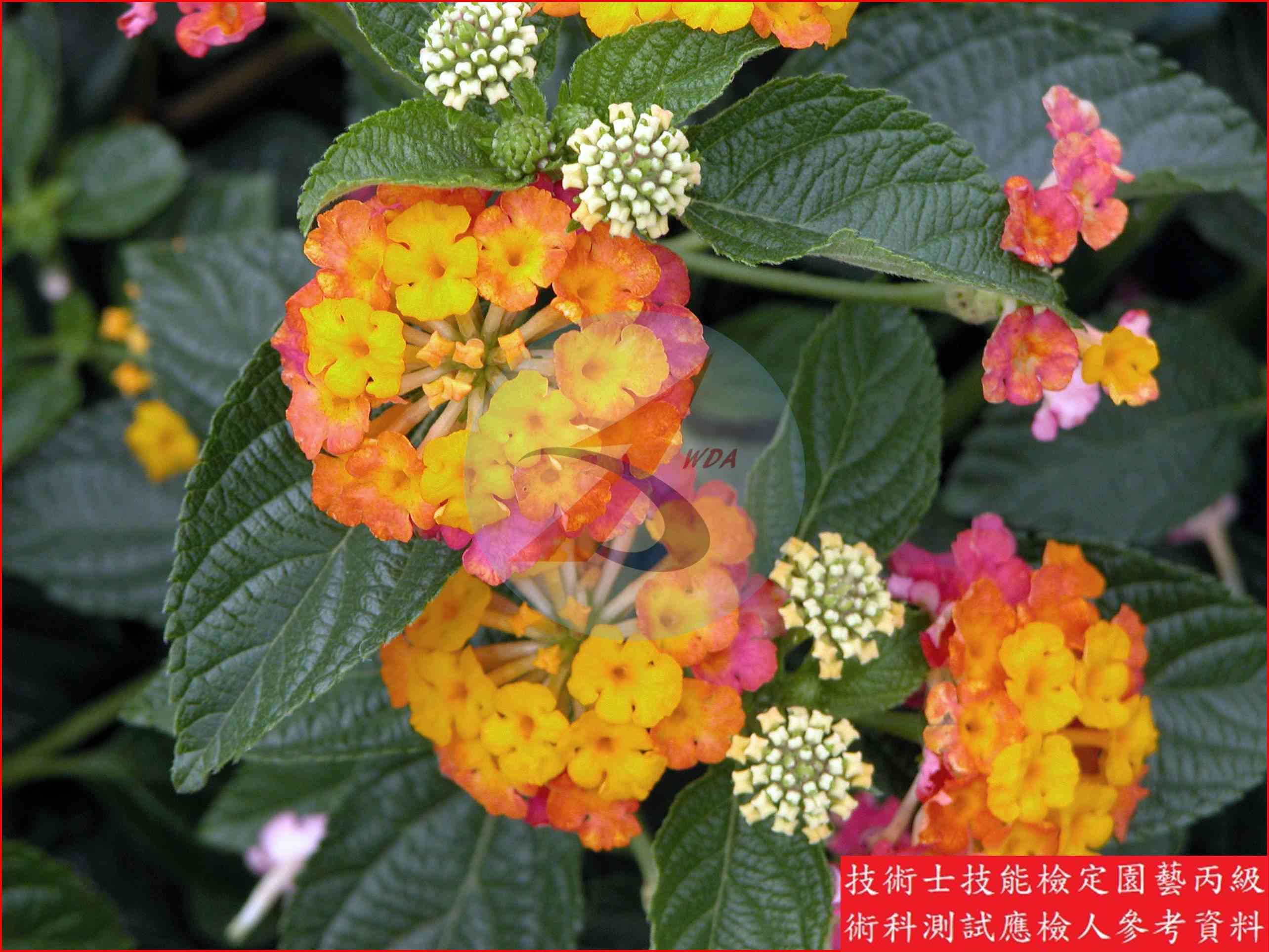 馬纓丹 園藝丙級辨識圖片