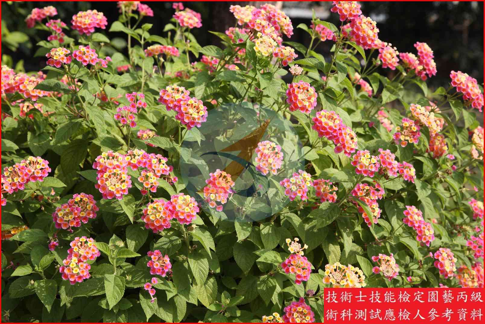 馬纓丹 園藝丙級識別圖片 2