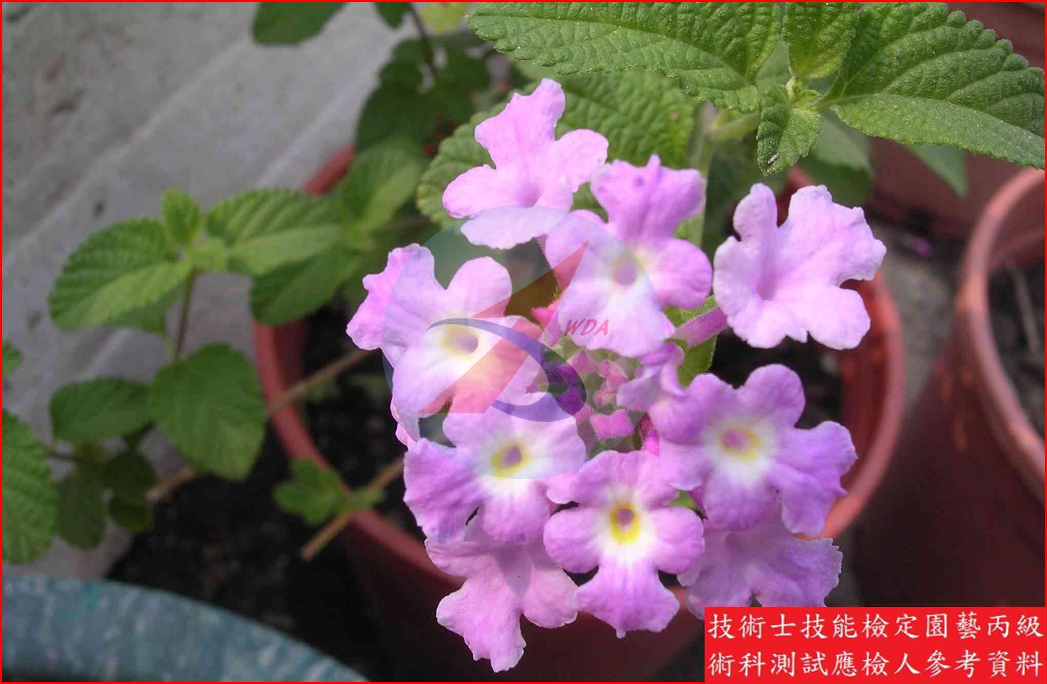 馬纓丹 園藝丙級識別圖片 3