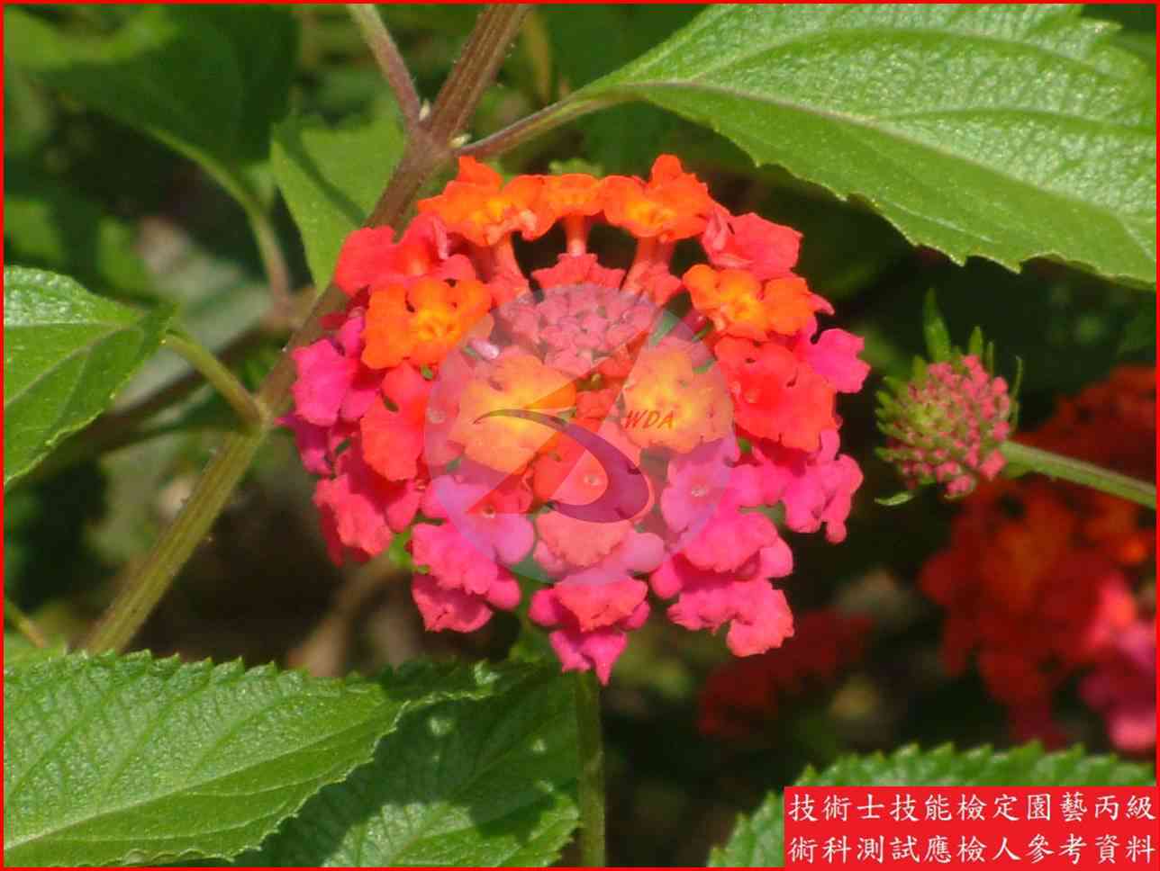 馬纓丹 園藝丙級識別圖片 4