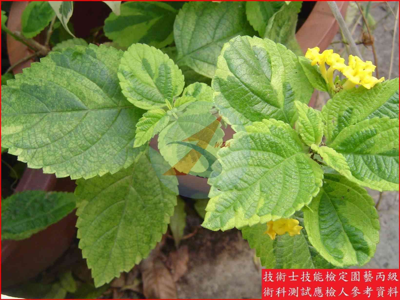 馬纓丹 園藝丙級識別圖片 5