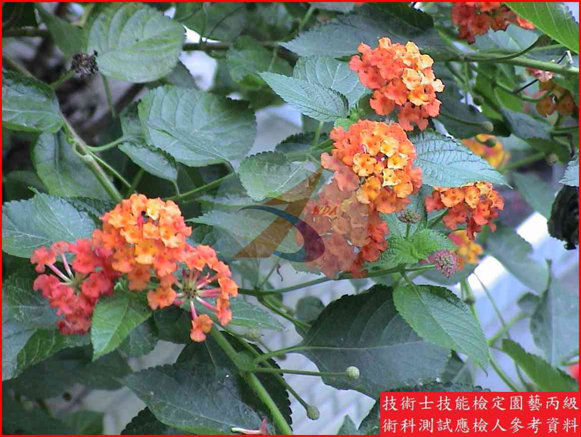 馬纓丹 園藝丙級識別圖片 6