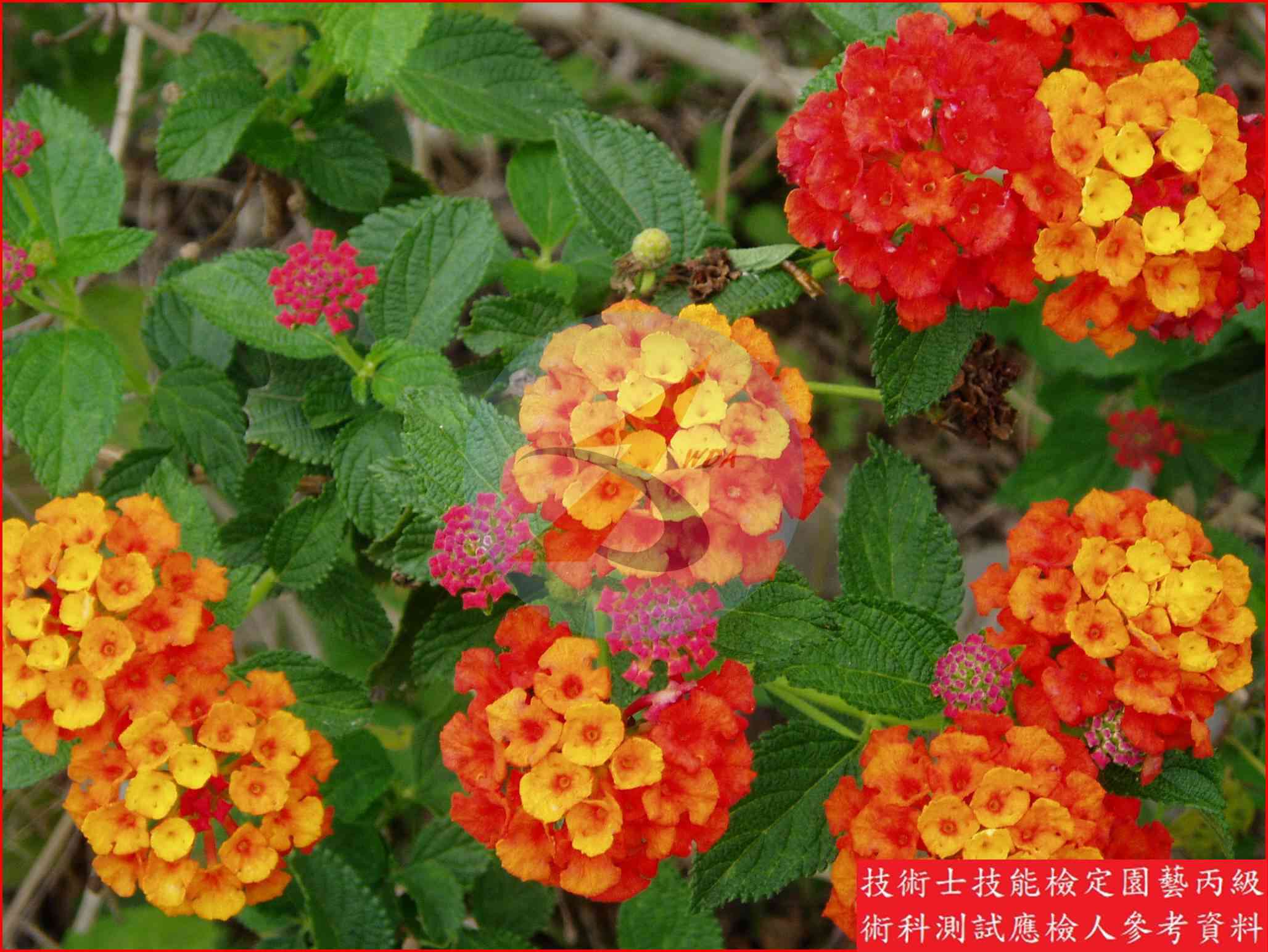 馬纓丹 園藝丙級識別圖片 7