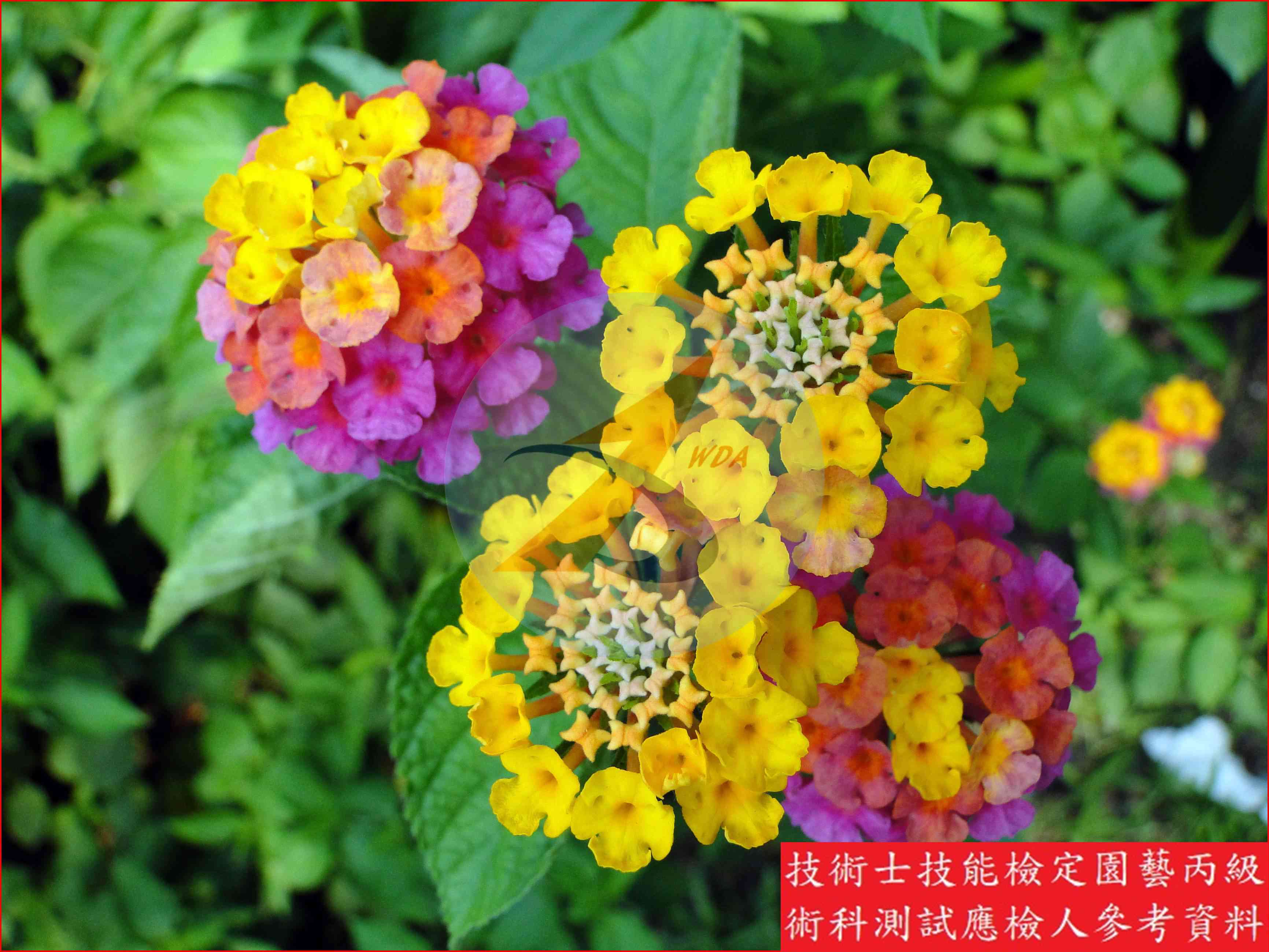 馬纓丹 園藝丙級識別圖片 8