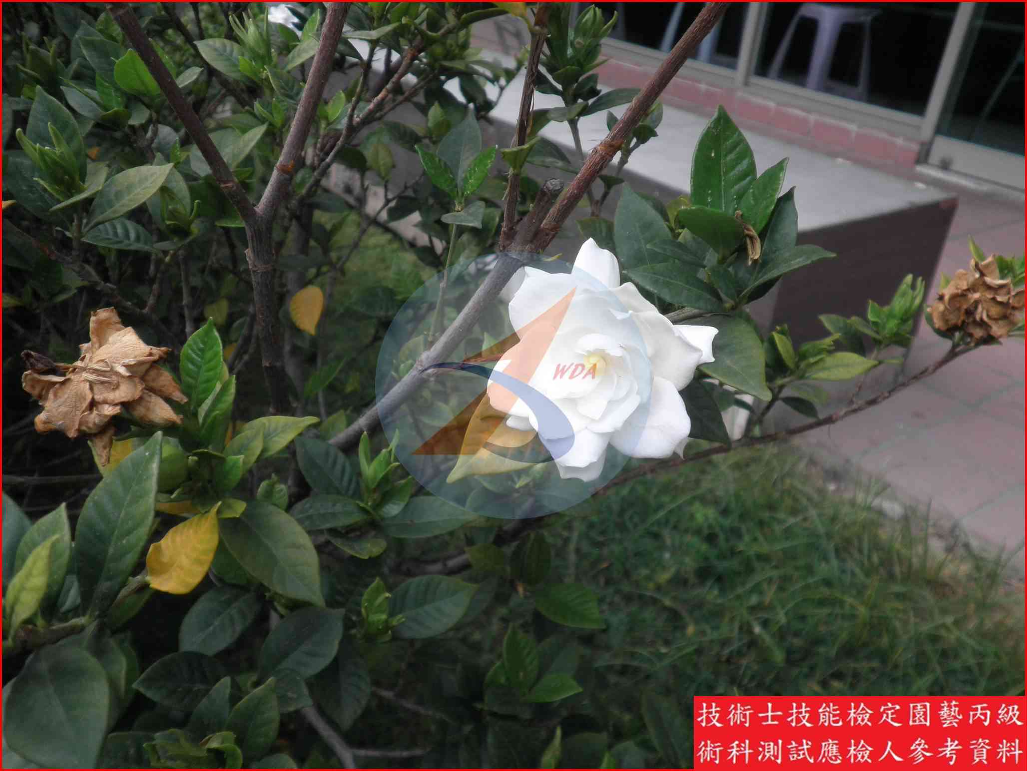 梔子花 園藝丙級辨識圖片