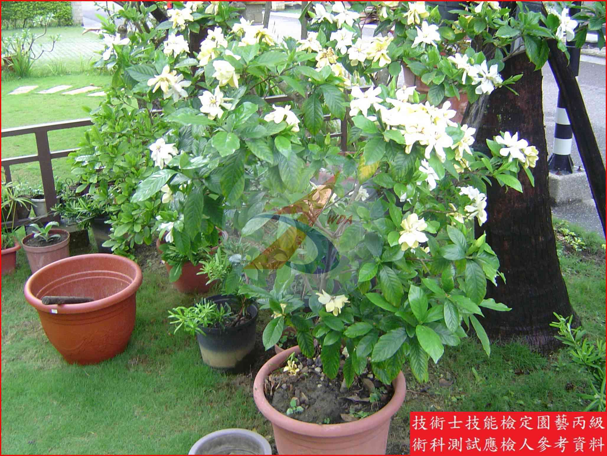 梔子花 園藝丙級識別圖片 2