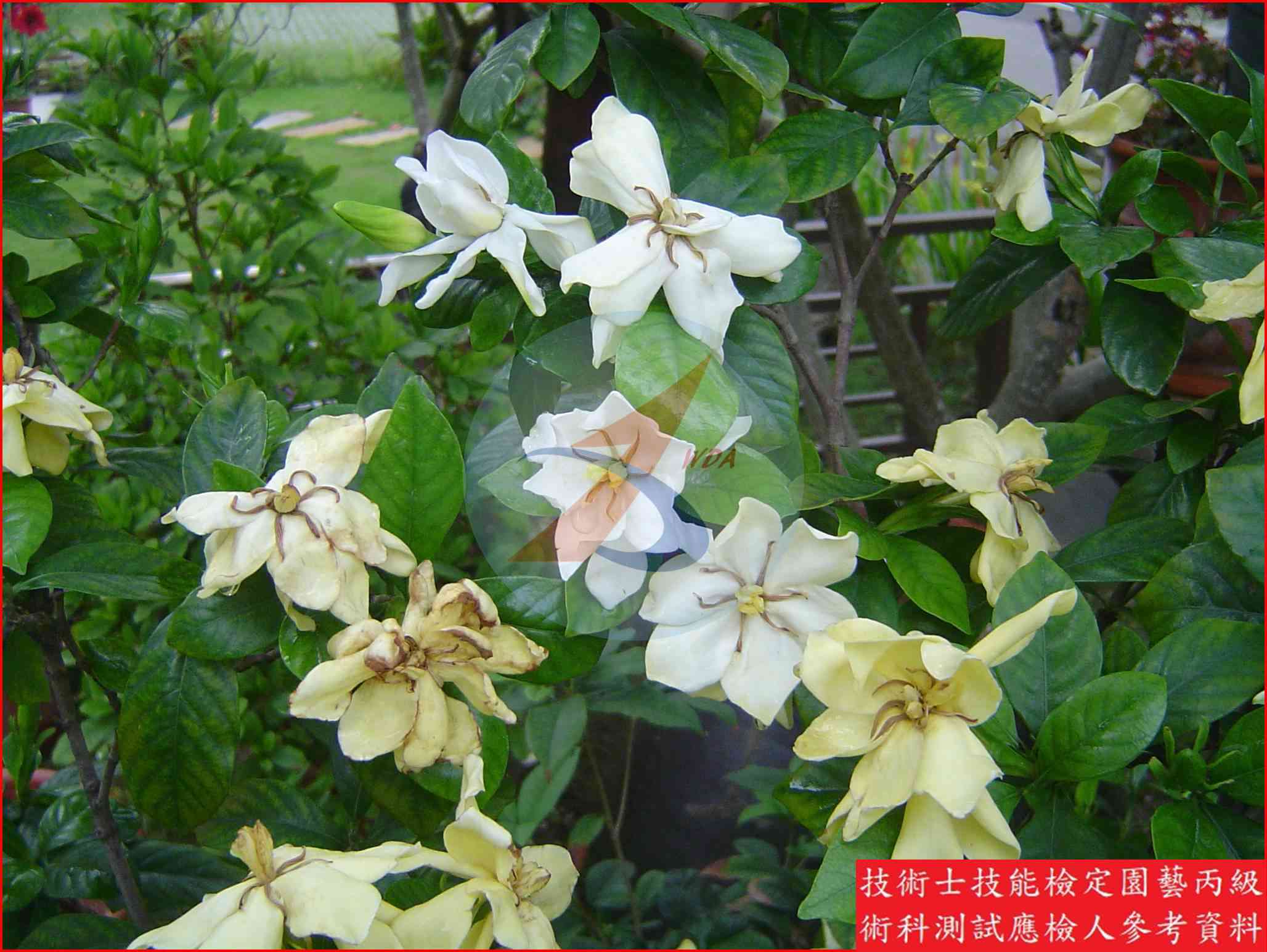 梔子花 園藝丙級識別圖片 3