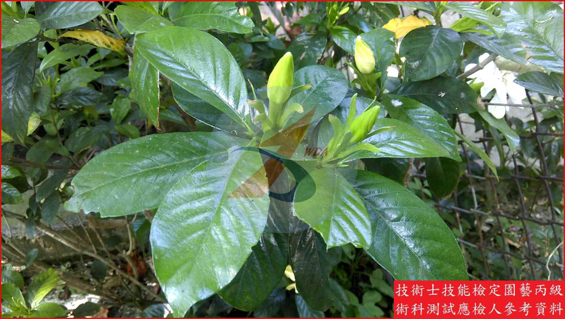 梔子花 園藝丙級識別圖片 4