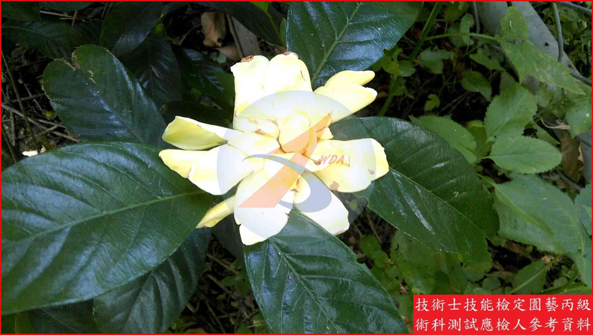 梔子花 園藝丙級識別圖片 5