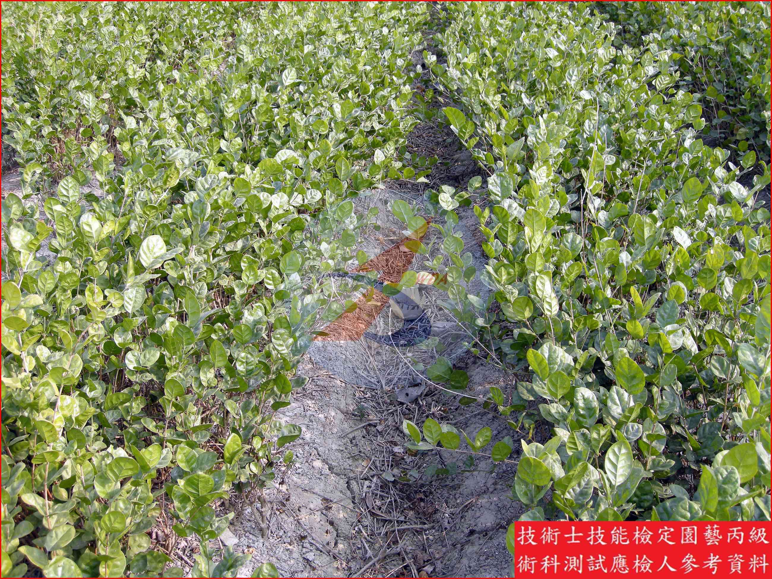 茉莉花 園藝丙級辨識圖片