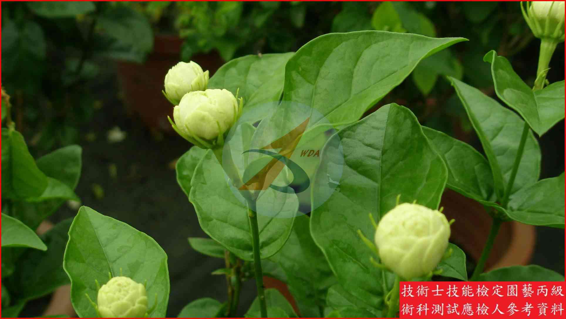 茉莉花 園藝丙級識別圖片 2
