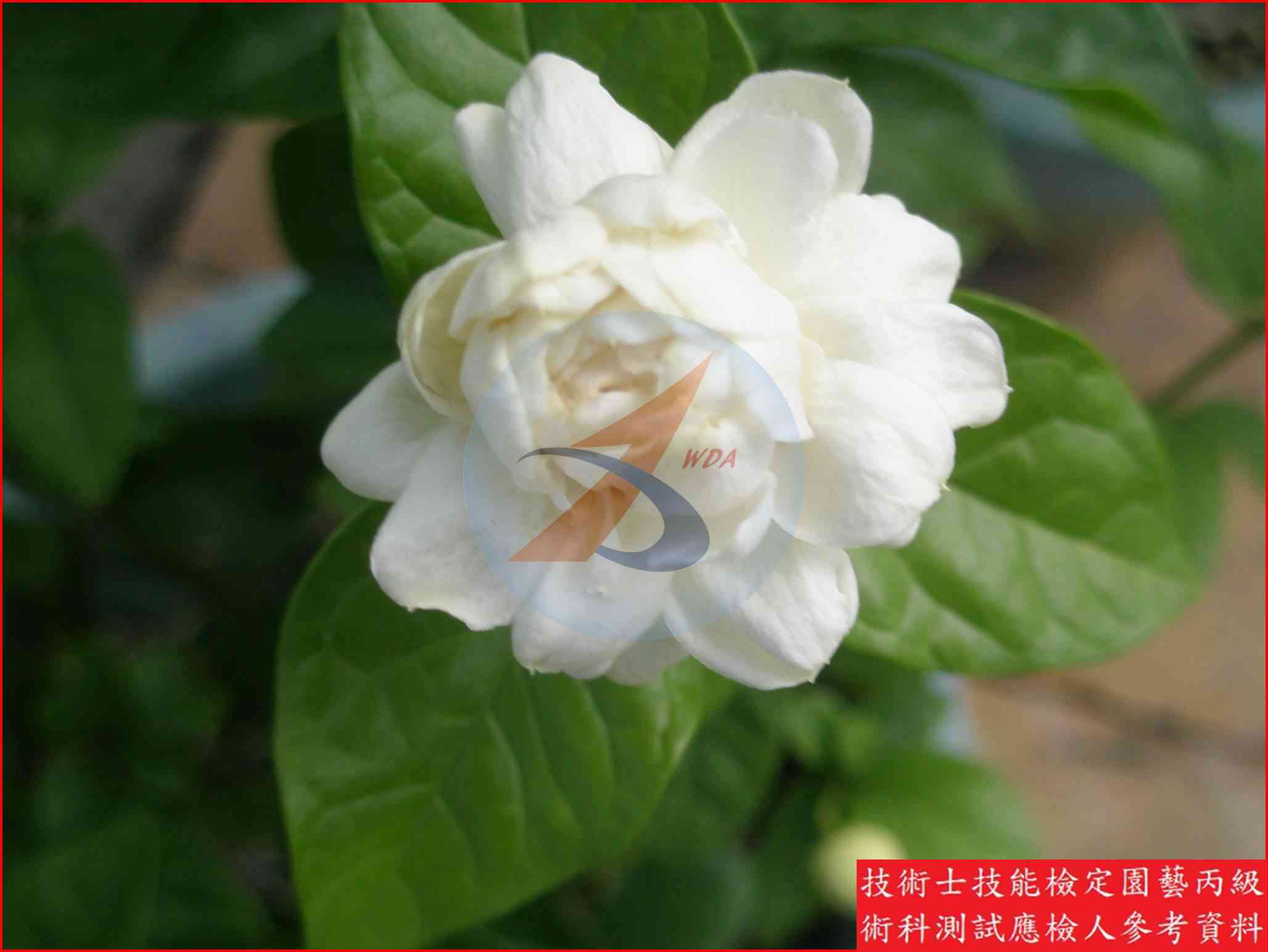 茉莉花 園藝丙級識別圖片 3