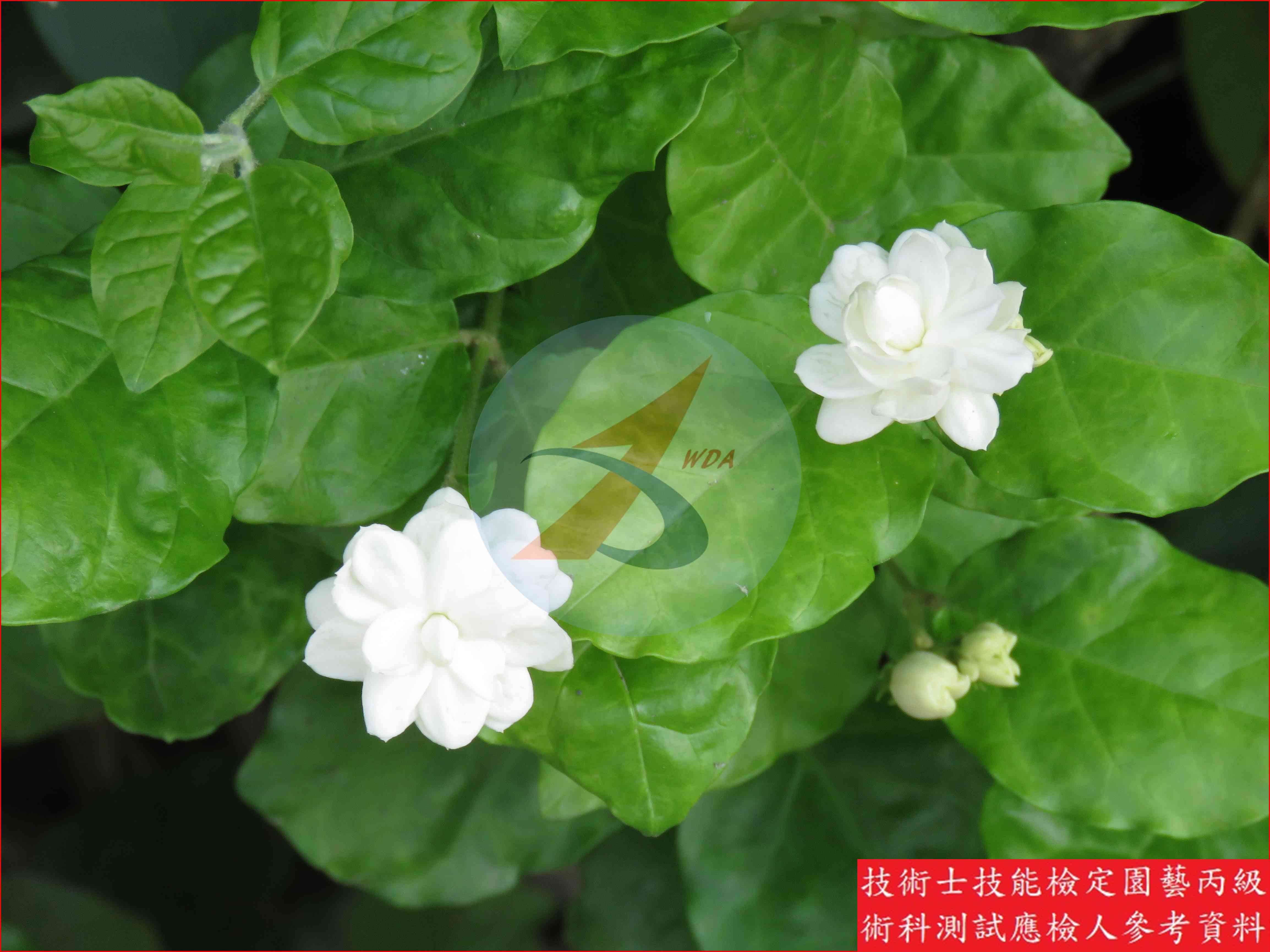 茉莉花 園藝丙級識別圖片 4