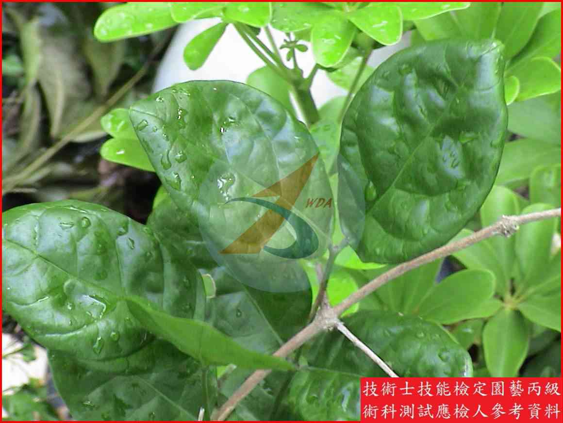 茉莉花 園藝丙級識別圖片 5