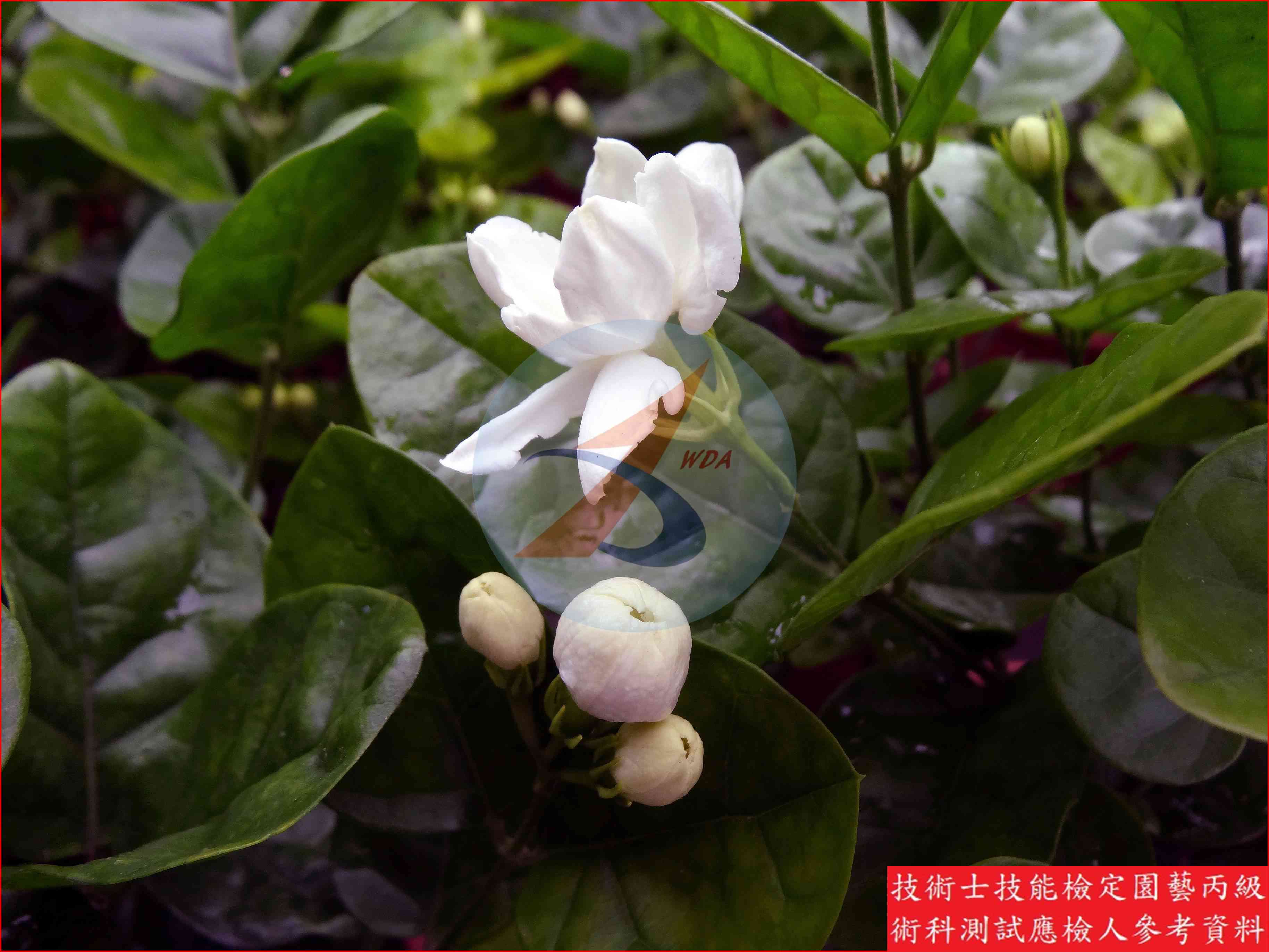 茉莉花 園藝丙級識別圖片 6