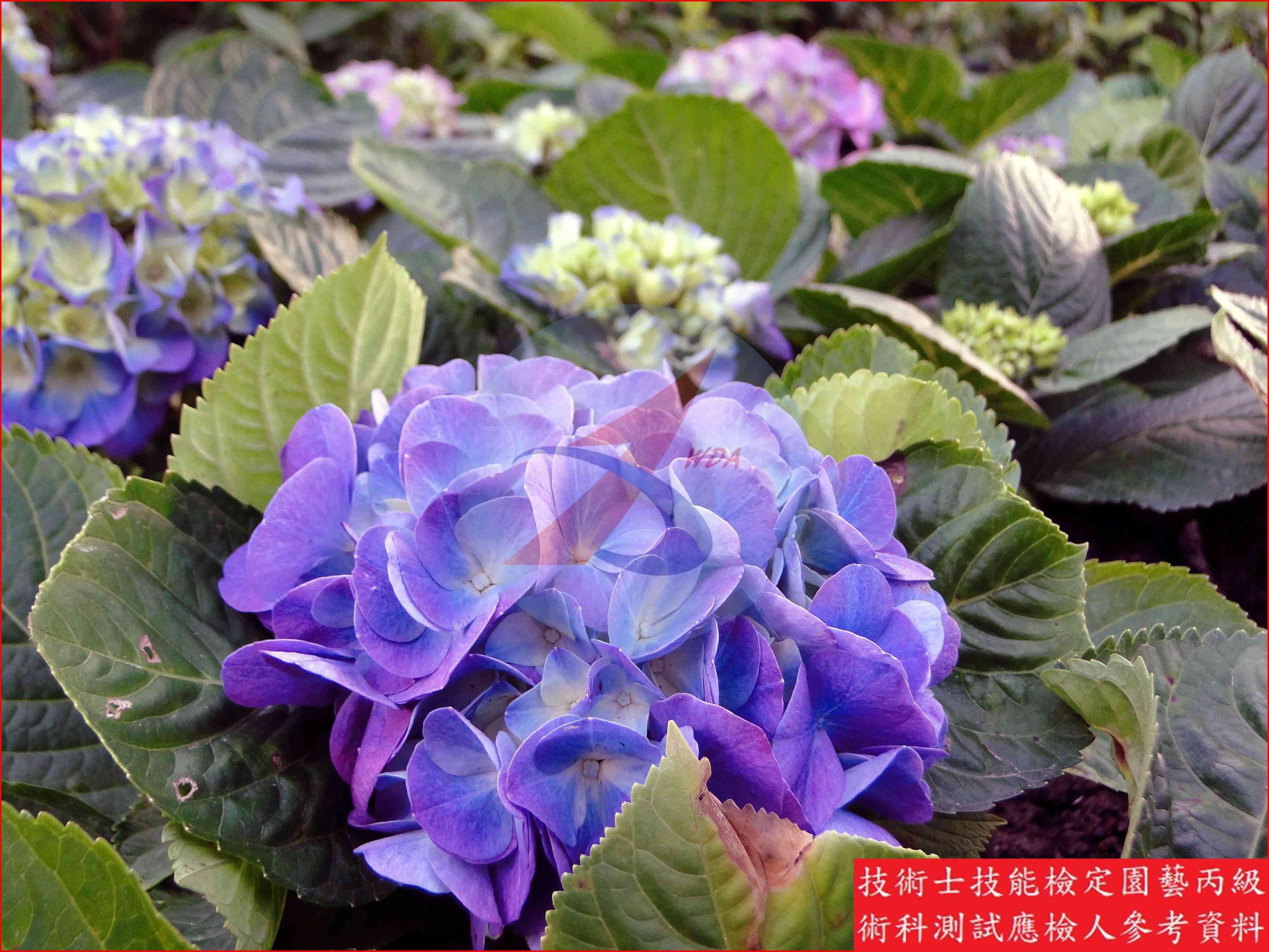 洋繡球 園藝丙級辨識圖片