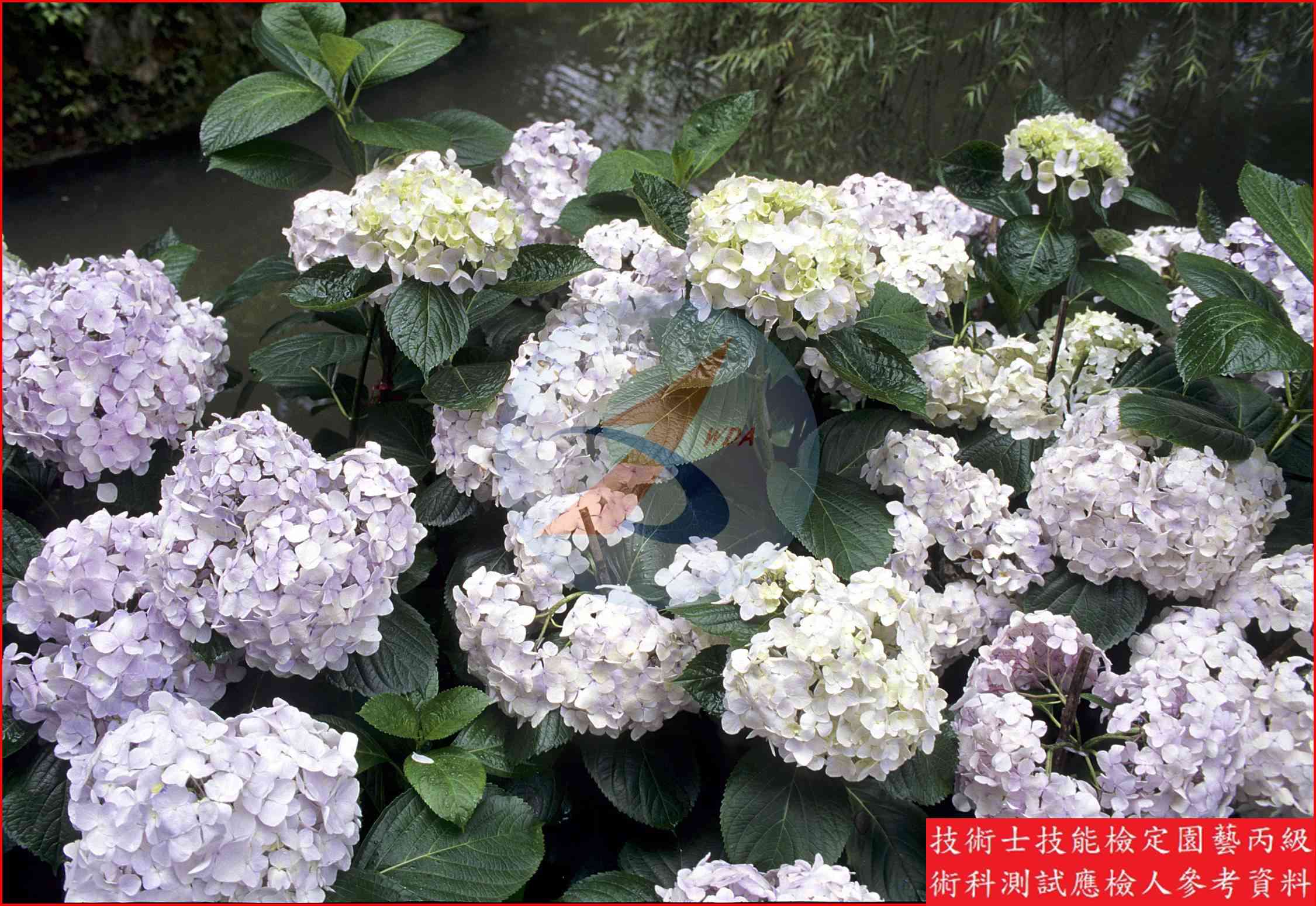 洋繡球 園藝丙級識別圖片 2