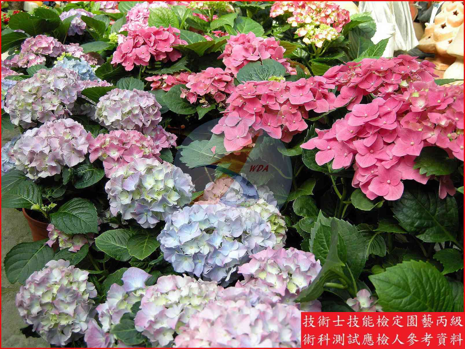 洋繡球 園藝丙級識別圖片 3