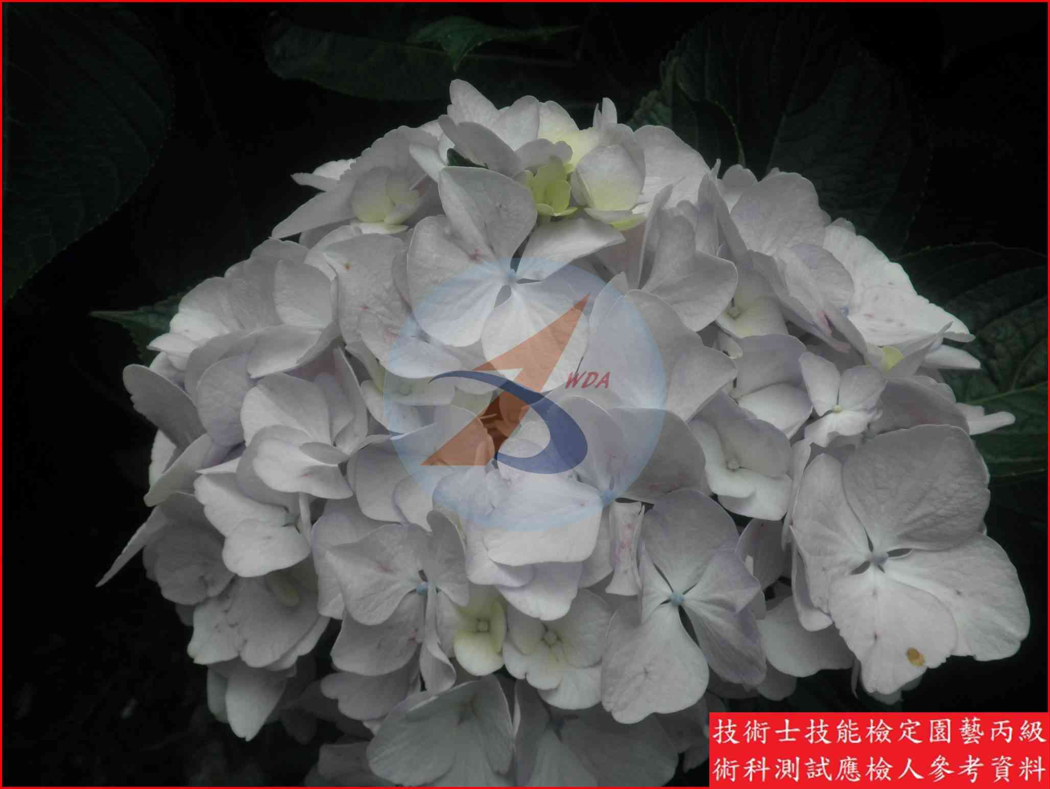洋繡球 園藝丙級識別圖片 4