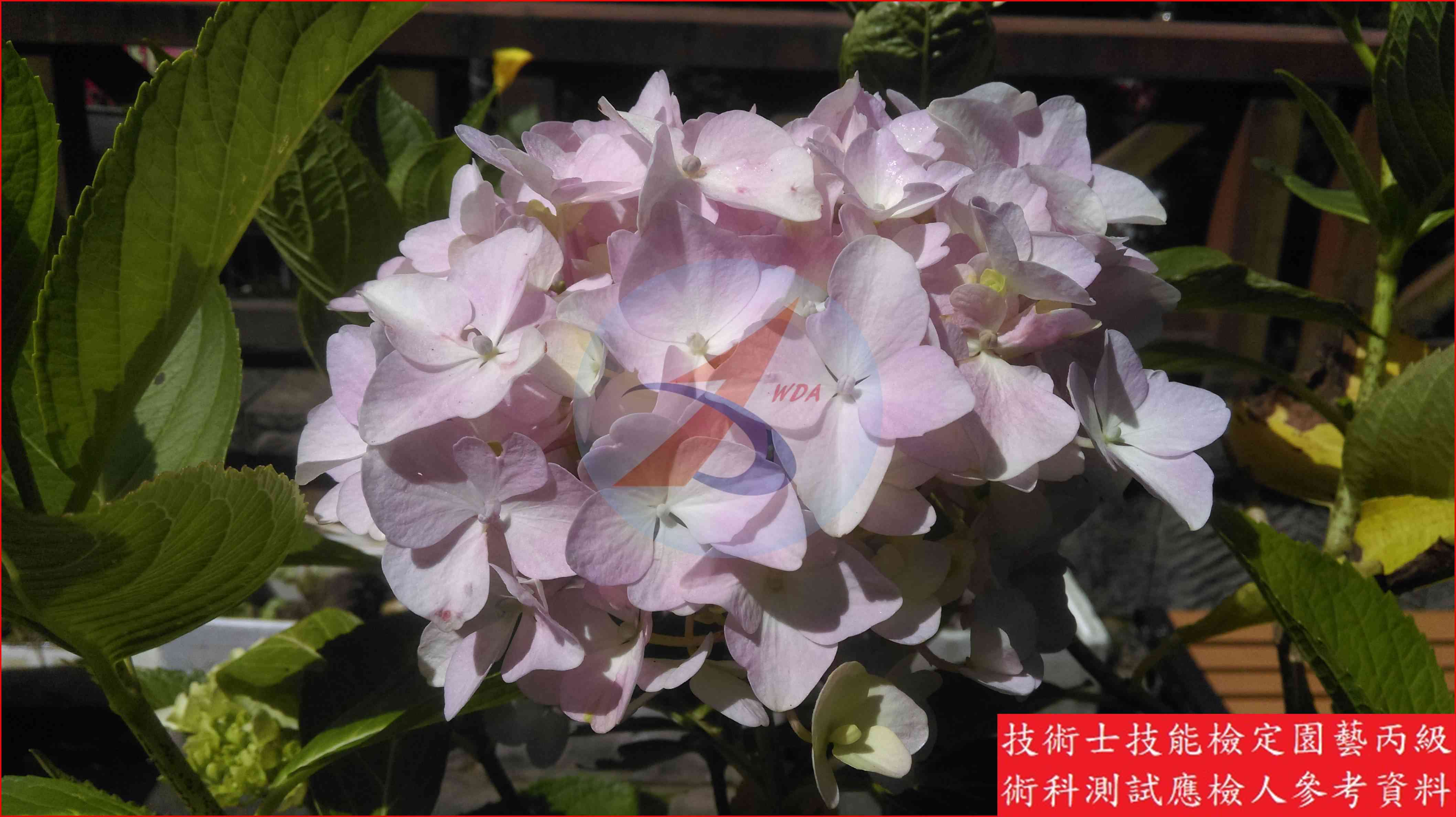 洋繡球 園藝丙級識別圖片 5