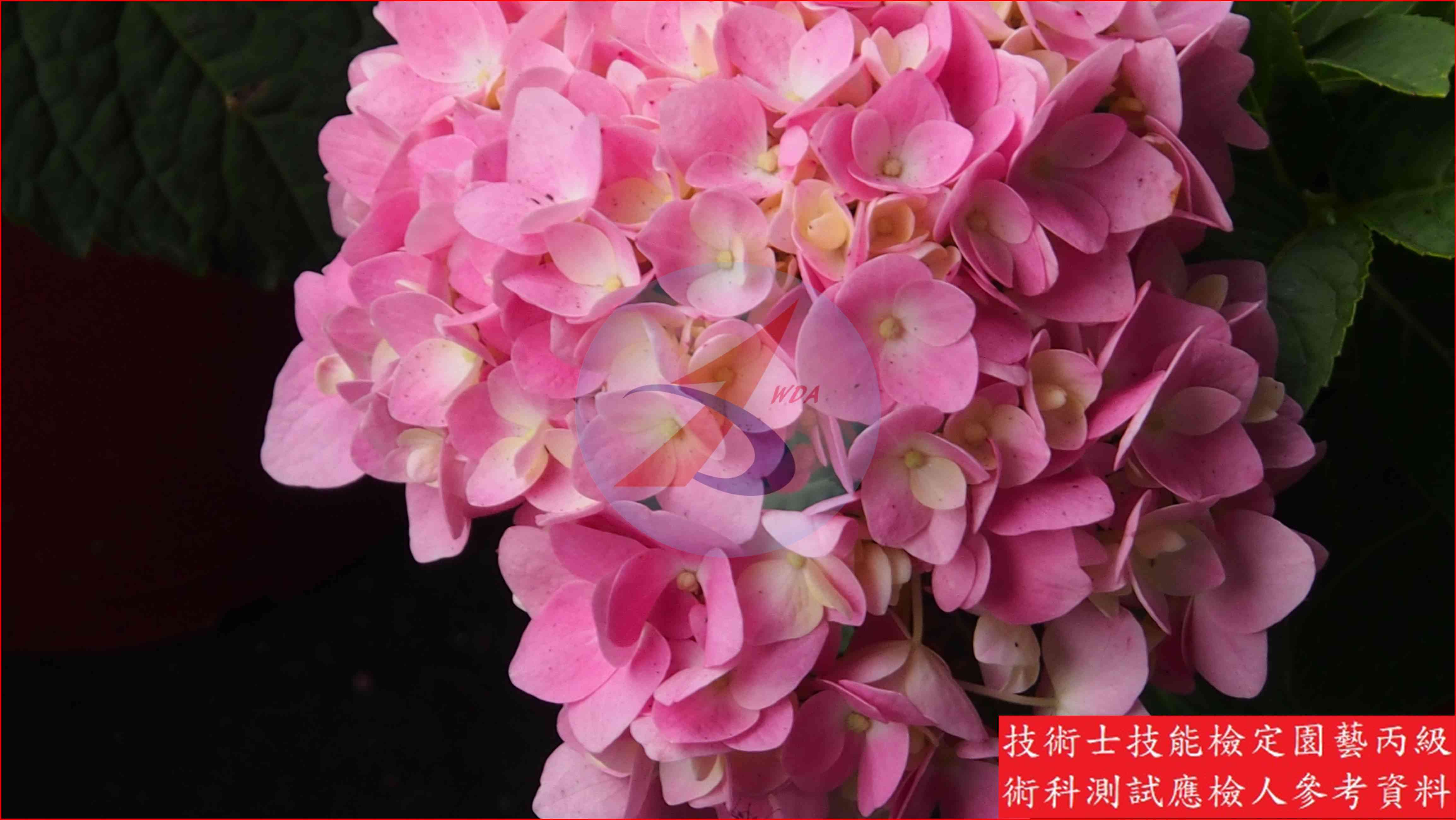 洋繡球 園藝丙級識別圖片 6