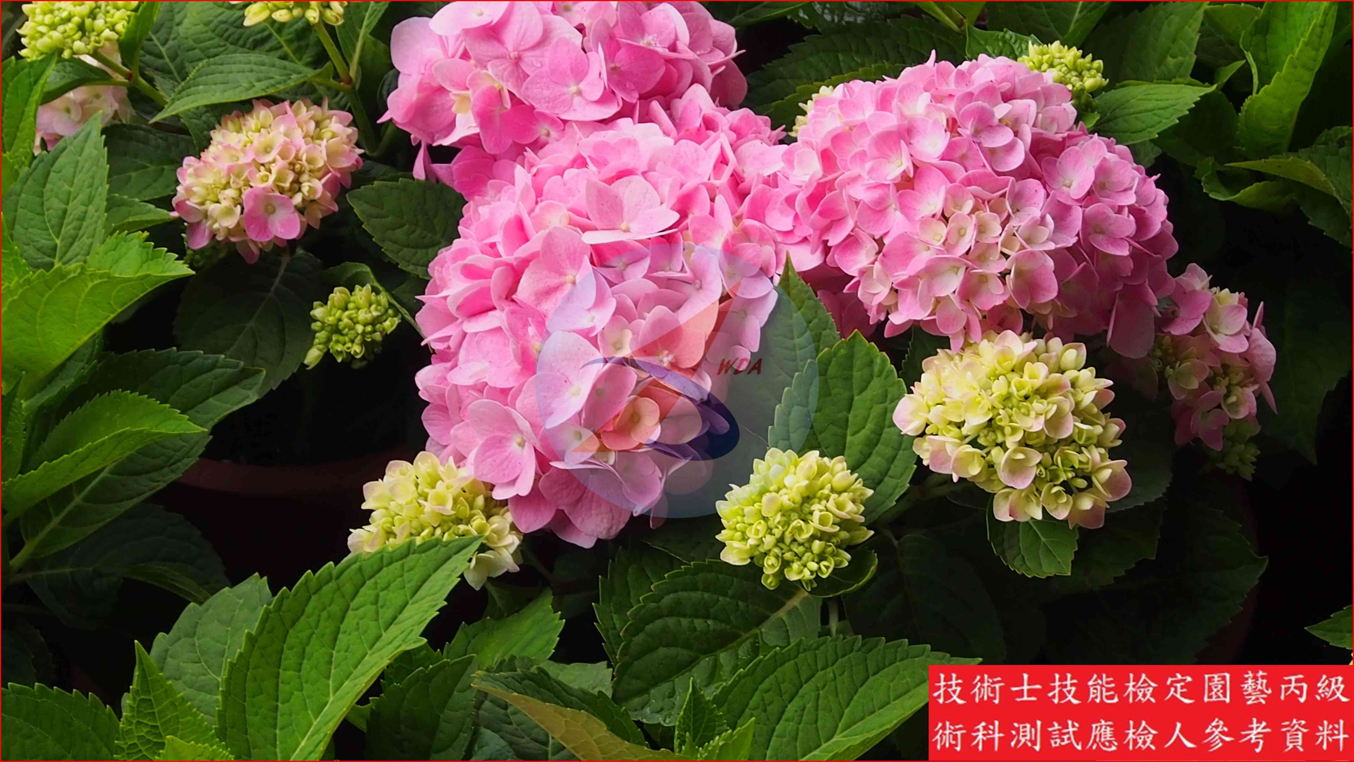 洋繡球 園藝丙級識別圖片 7