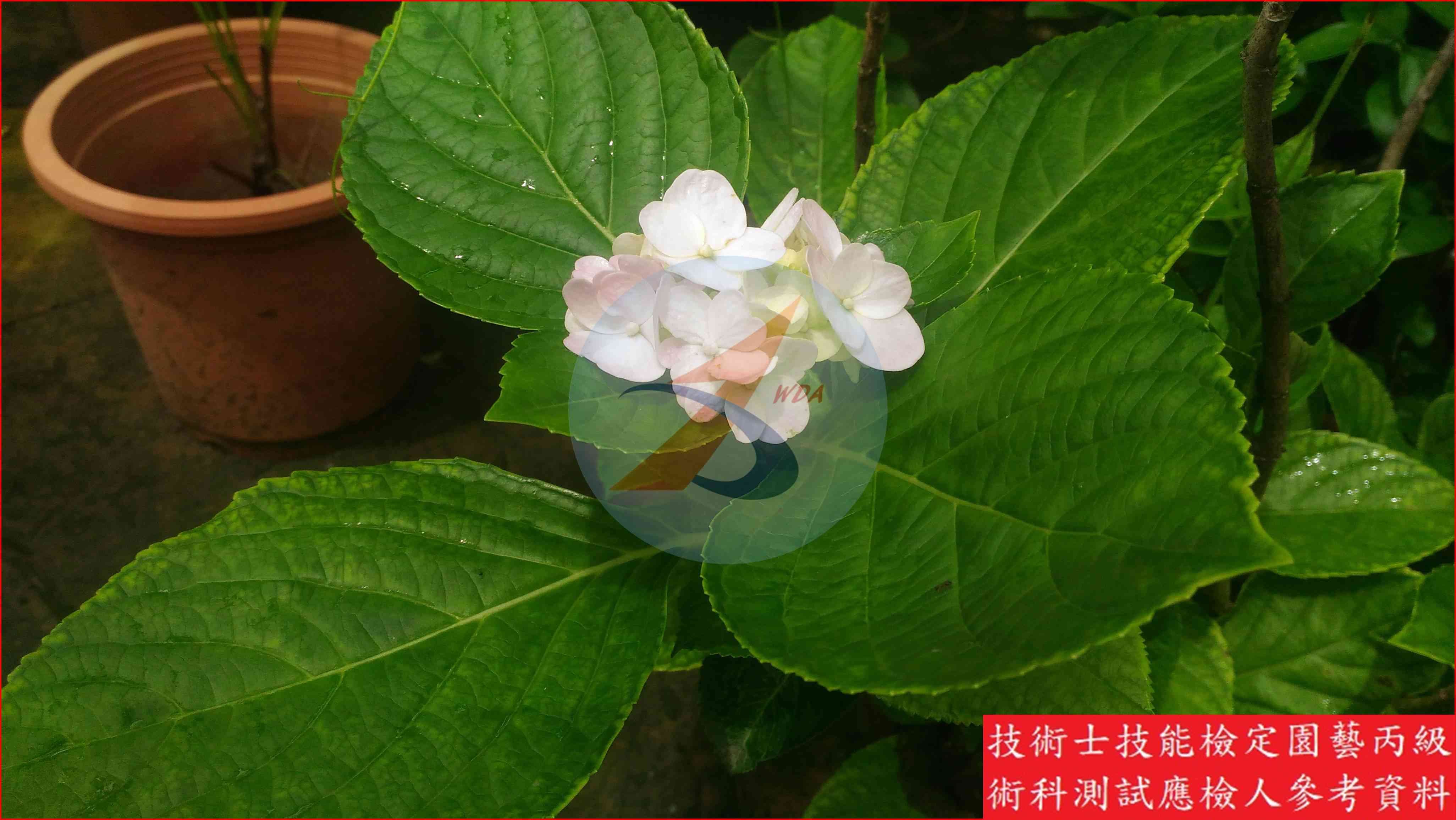 洋繡球 園藝丙級識別圖片 8