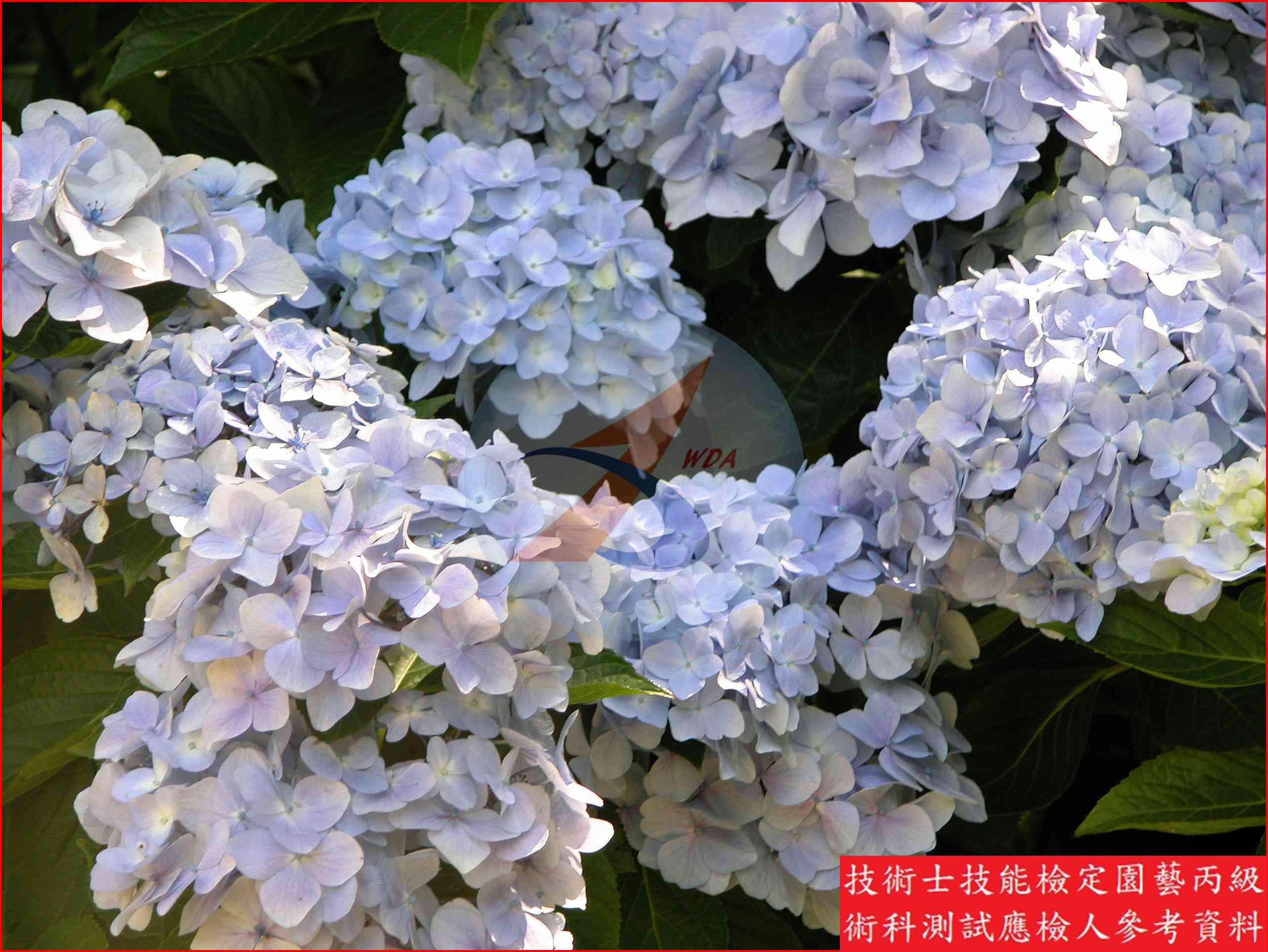 洋繡球 園藝丙級識別圖片 9