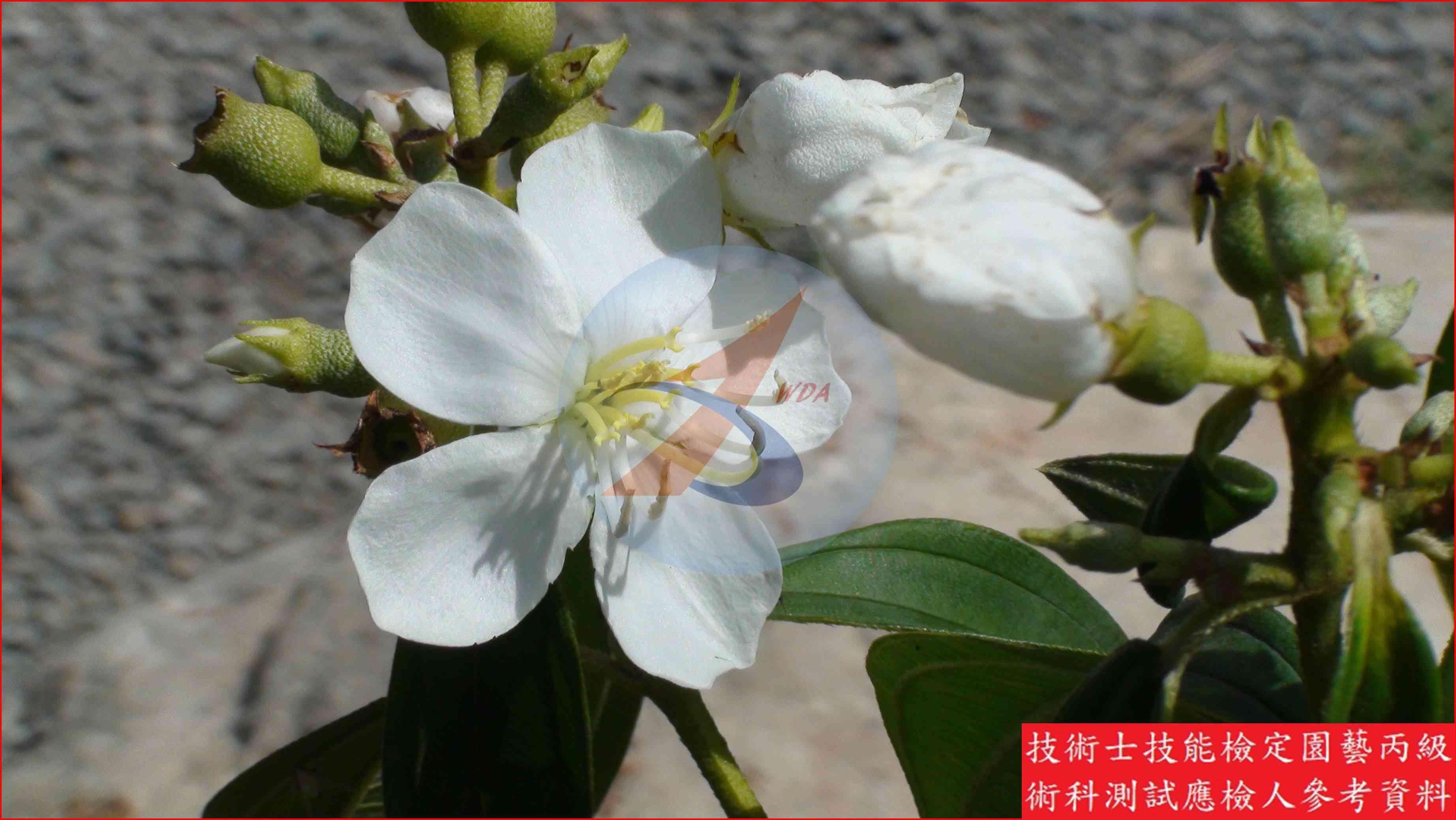 野牡丹 園藝丙級辨識圖片