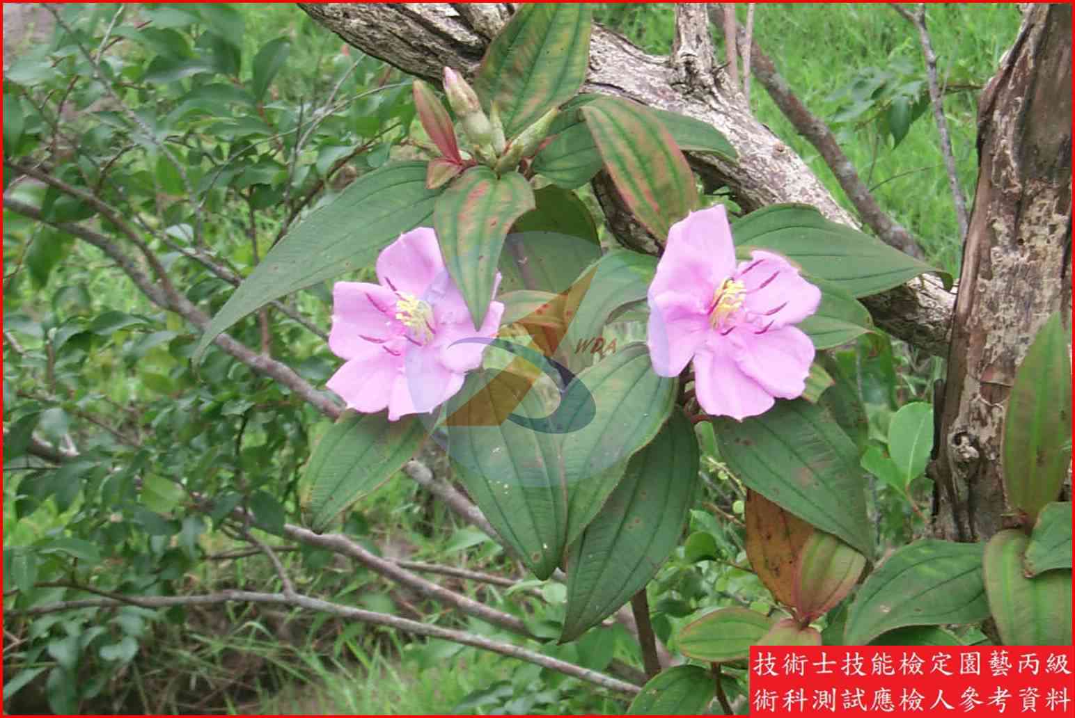 野牡丹 園藝丙級識別圖片 2