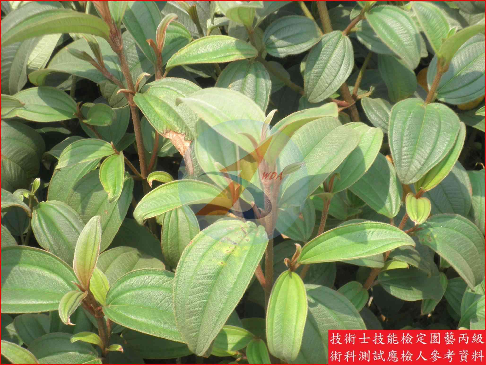 野牡丹 園藝丙級識別圖片 3