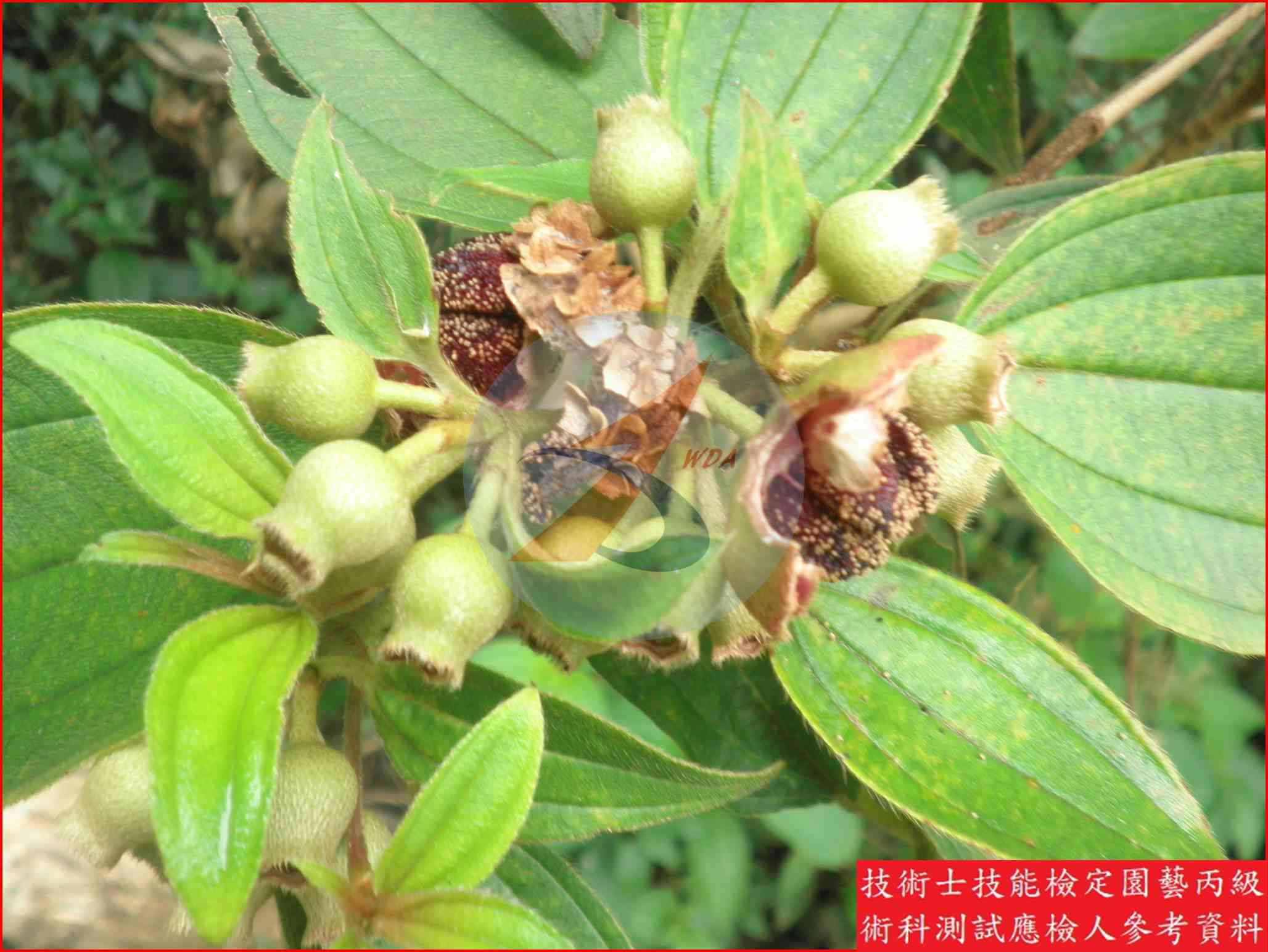野牡丹 園藝丙級識別圖片 4