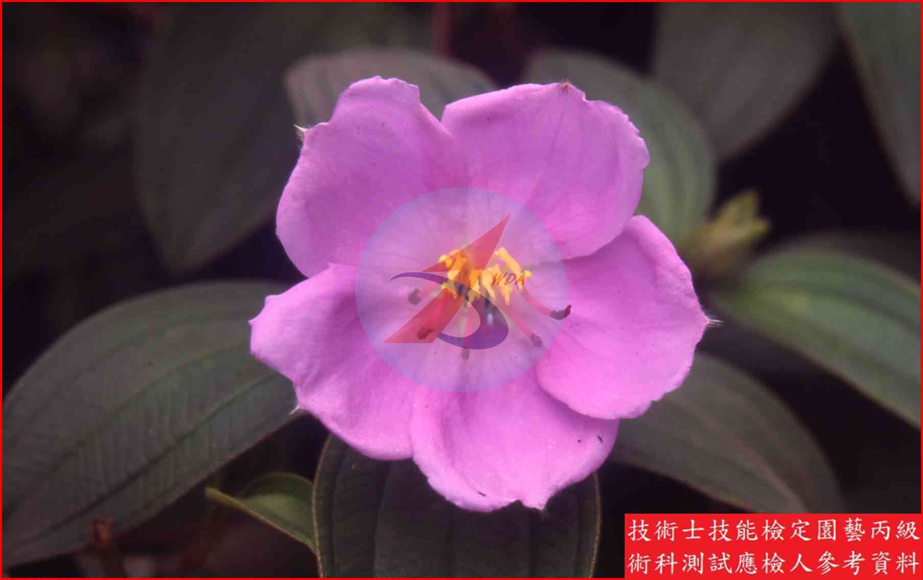 野牡丹 園藝丙級識別圖片 5